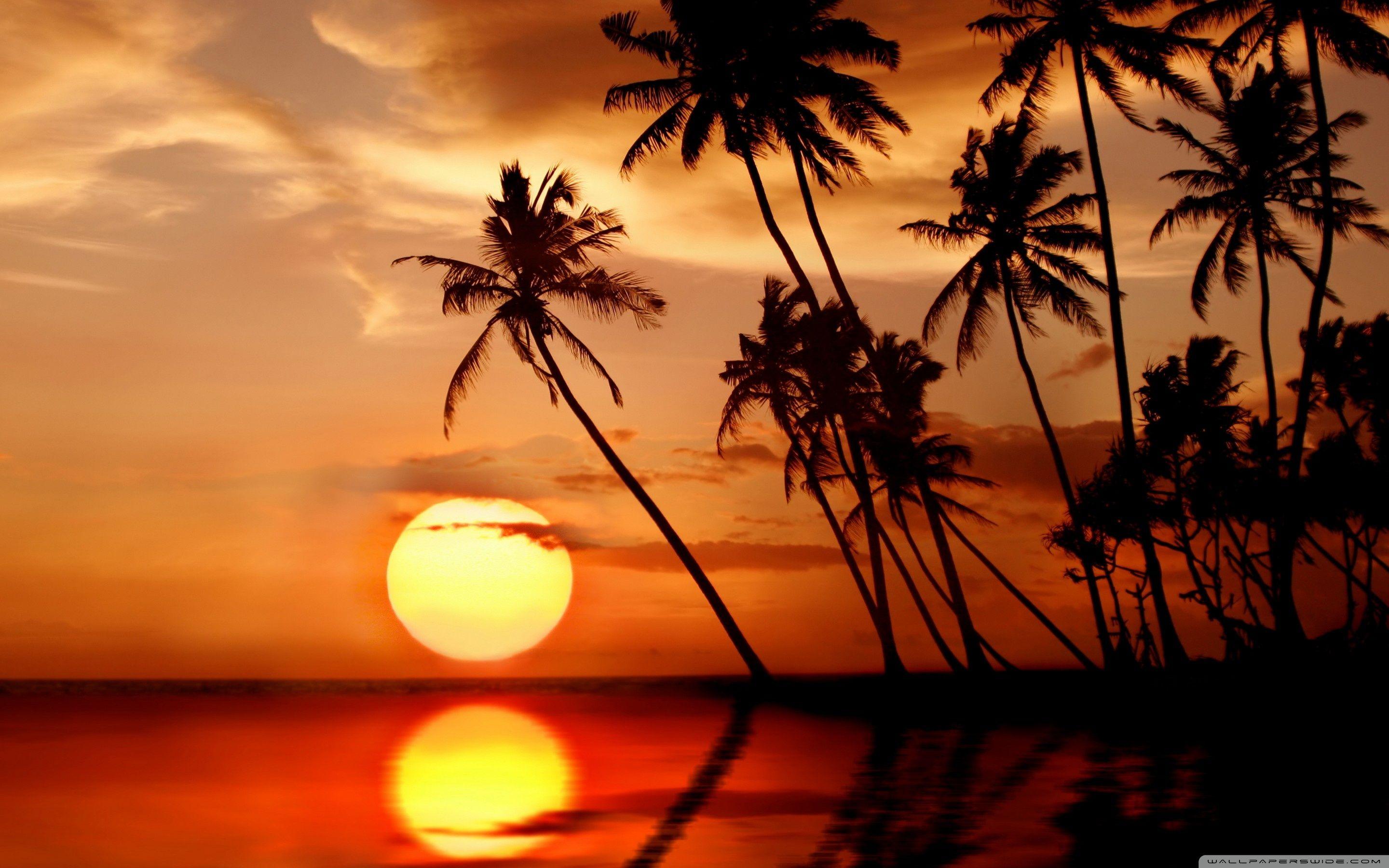 Tropical Paradise Sunset Wallpaper