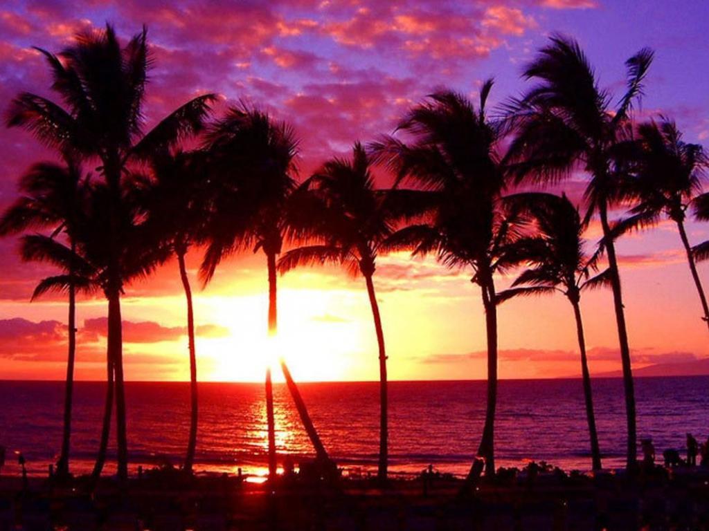 Wallpaper Blink Paradise Wallpaper HD 13 X 800