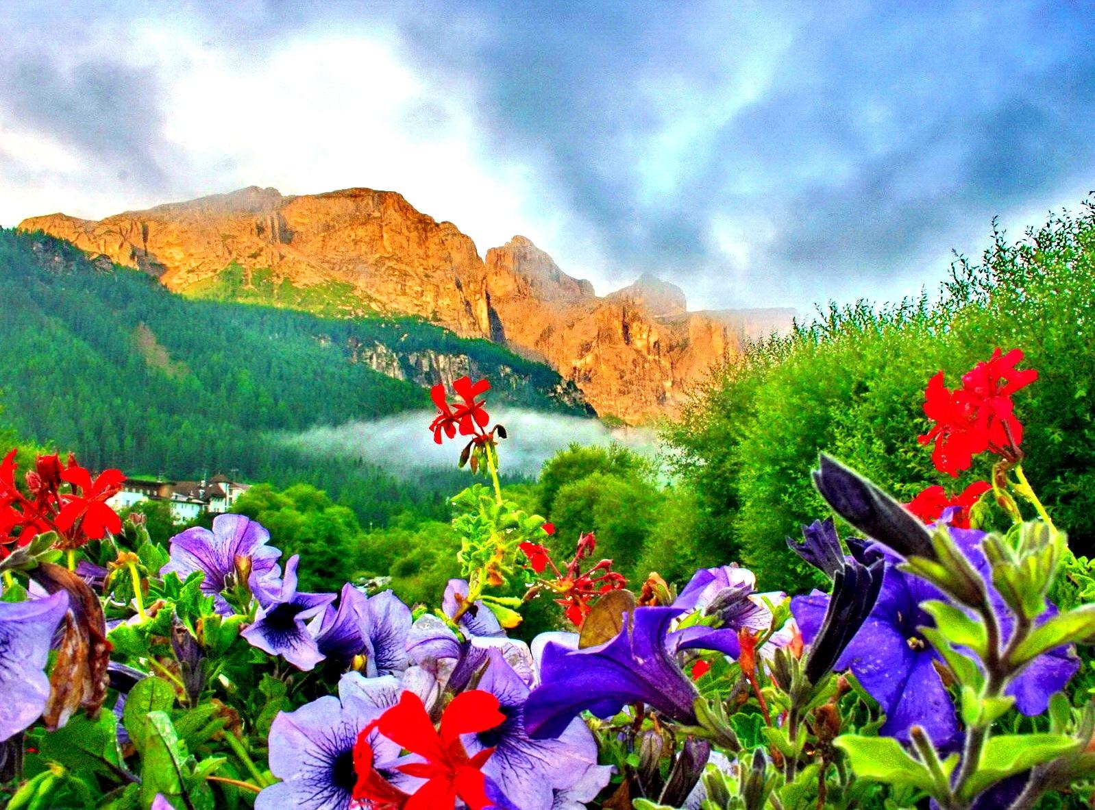 Nature Lovely Flowers Mountain Dolomites Paradise Splendor Greenary
