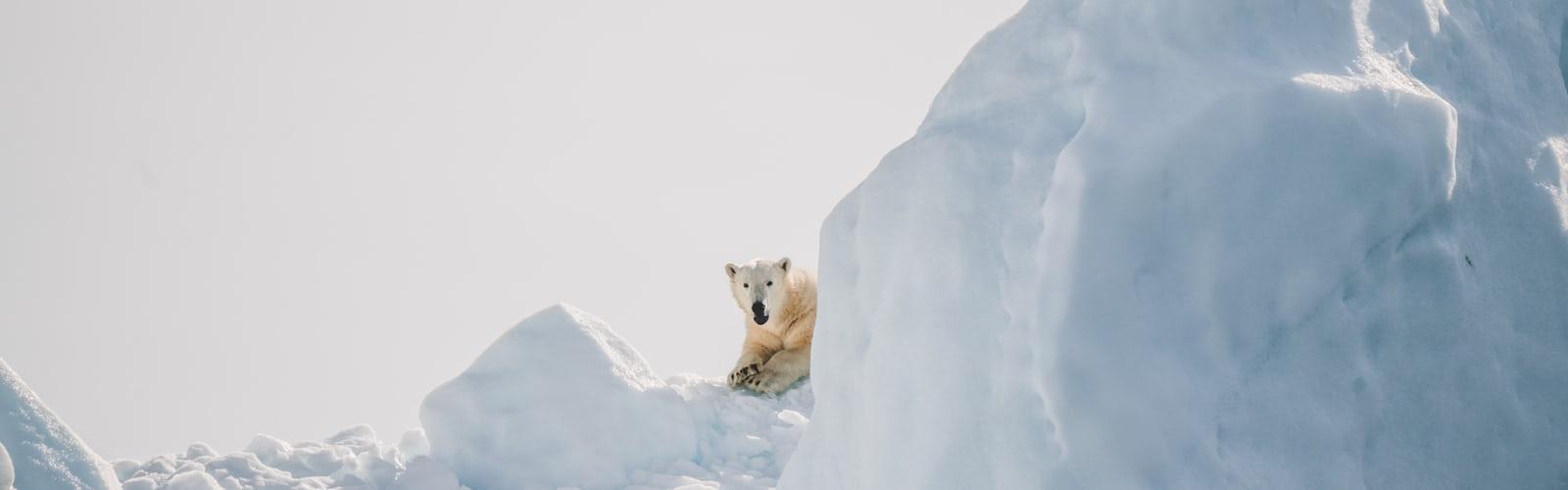 Animal Wallpaper. best free animal wallpaper, animal