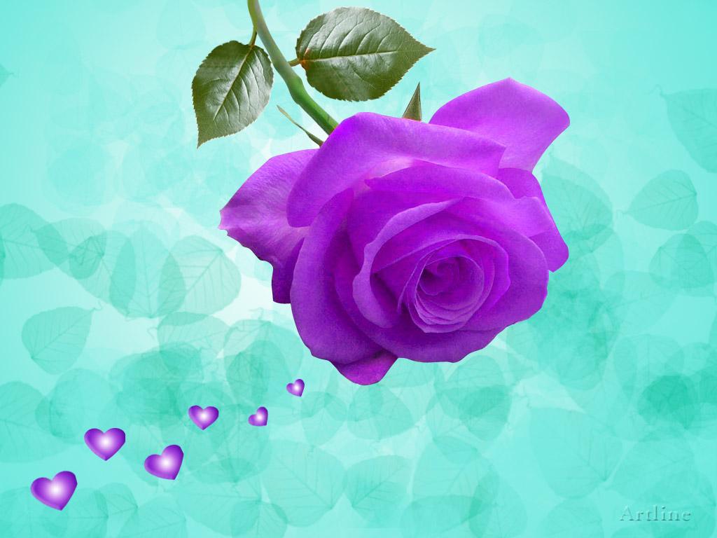 Awsome Lovely Purple Violet Rose Wallpaper Artline