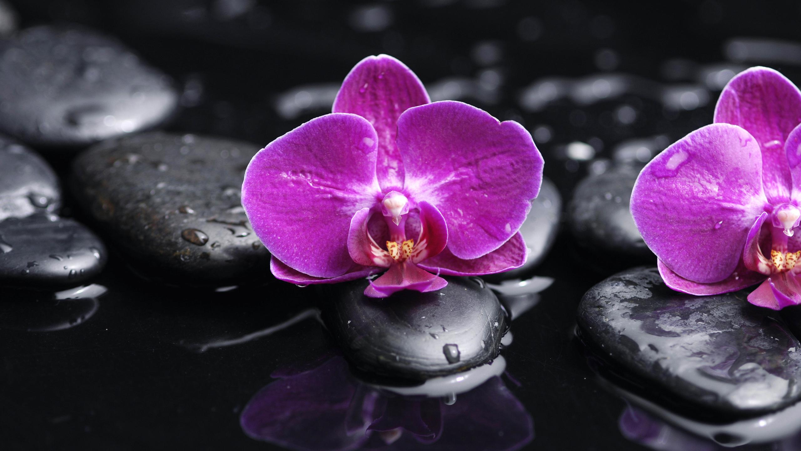 black stones, tenderness, drops, petals, phalaenopsis