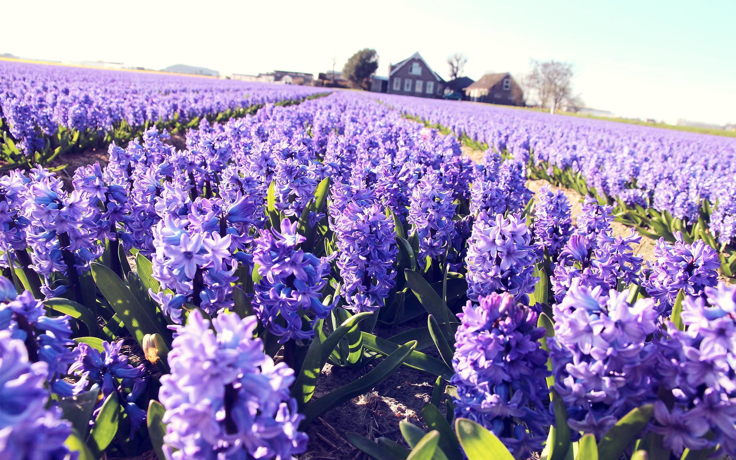 hyacinth, purple, plant, field, flower, beauty nature, photo wallpaper