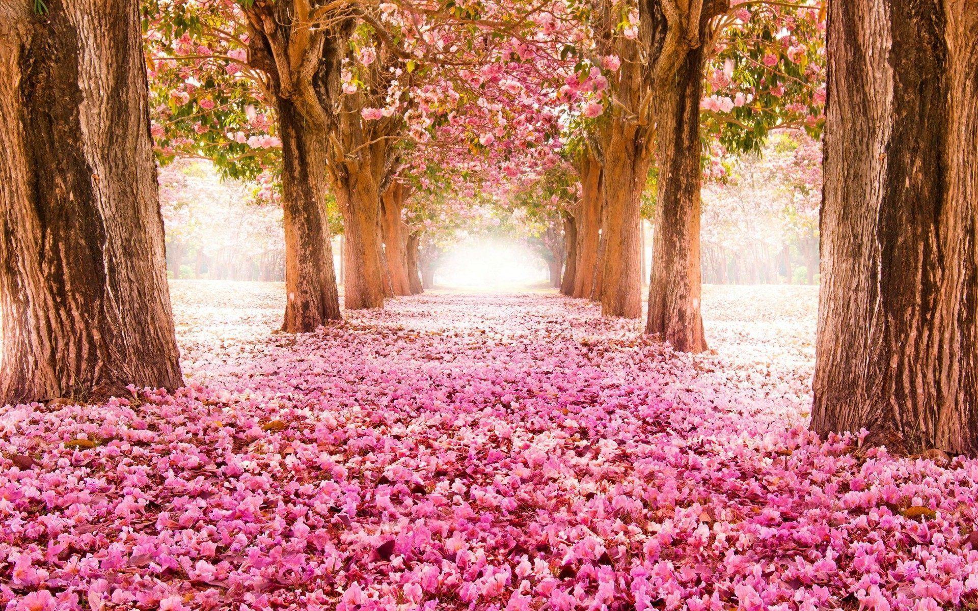 Spring flowers wallpaper HD. Wallpaper, Background, Image. Spring wallpaper, Tree tunnel, Cherry blossom wallpaper