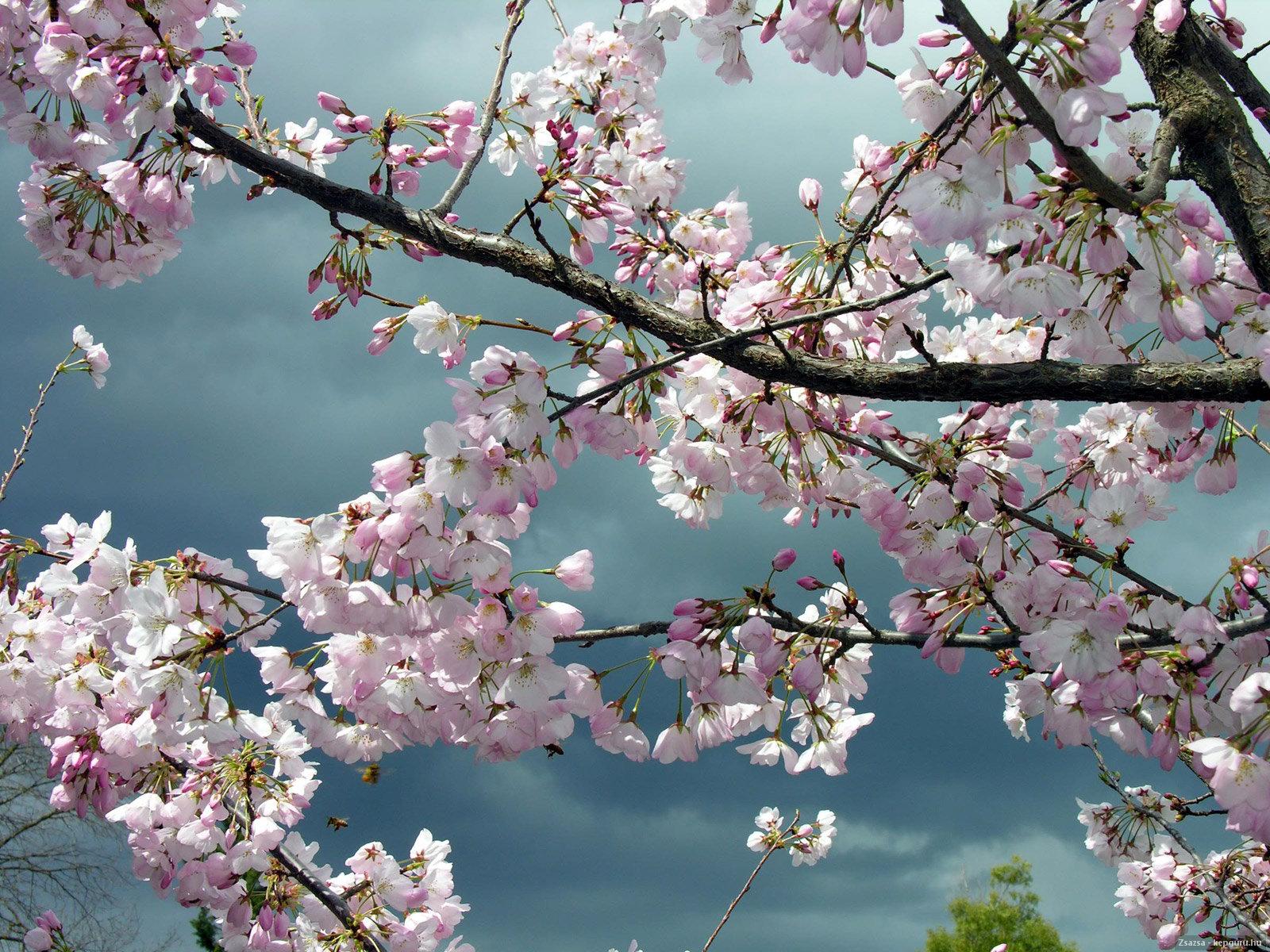 Image Flowers Flowering trees