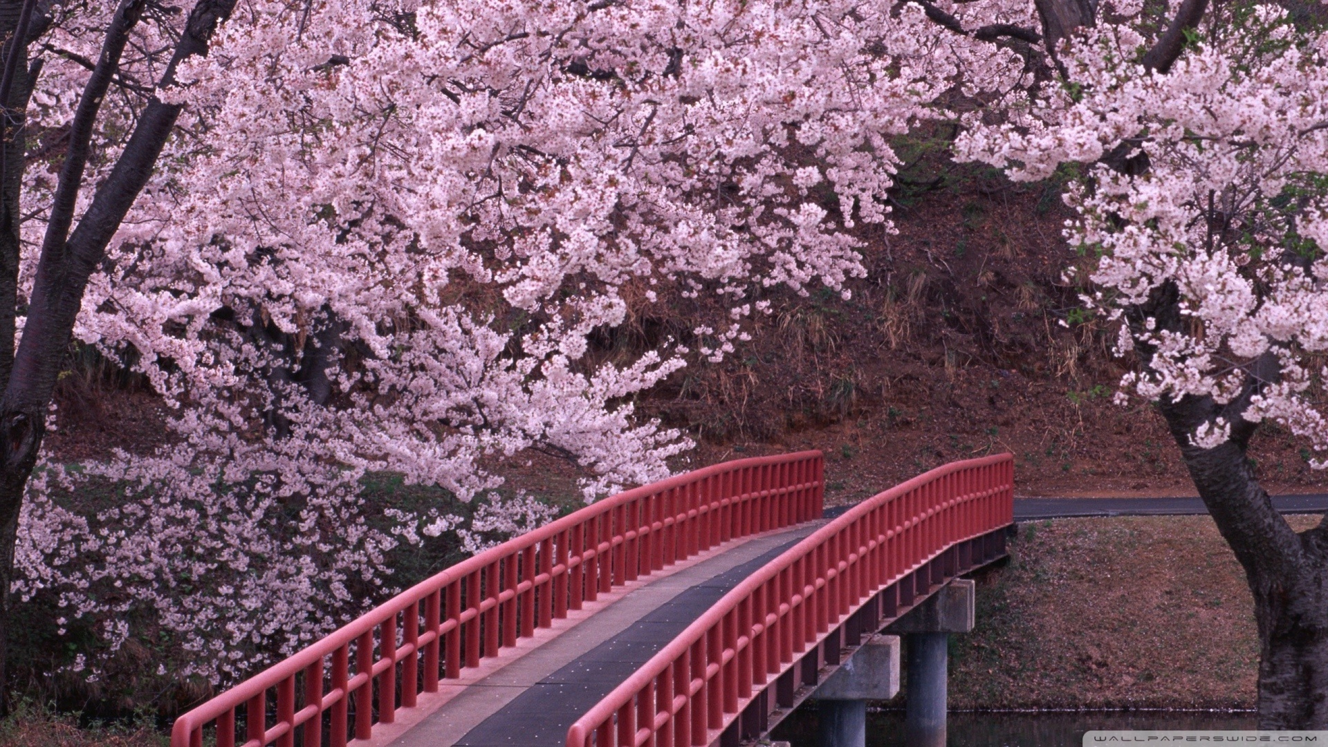 Flowering trees bridge river spring flower ❤ 4K HD Desktop