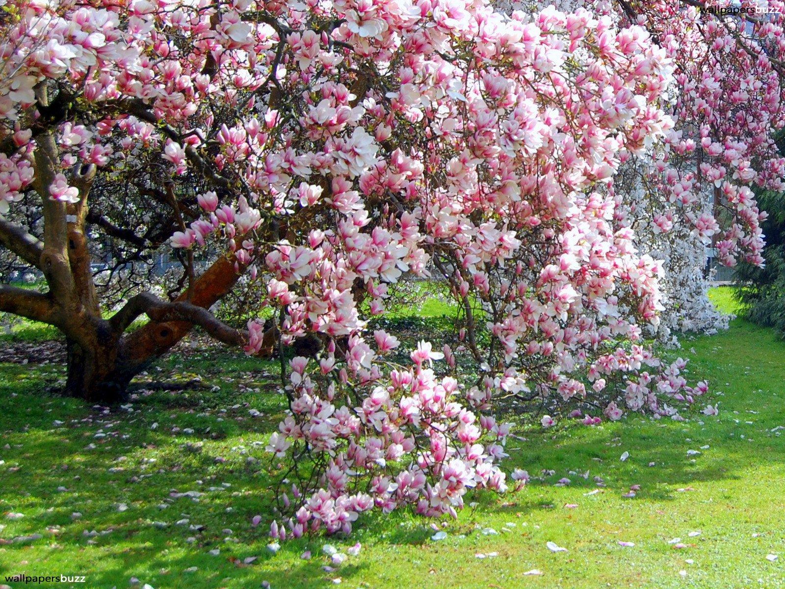 Flowering magnolia tree HD Wallpaper