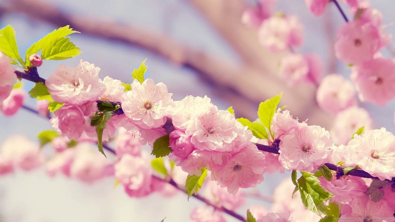 Flower tree wallpaper