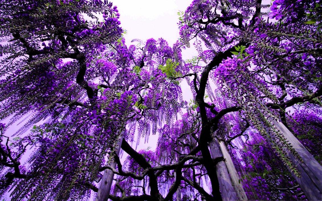 Purple flowers in the trees