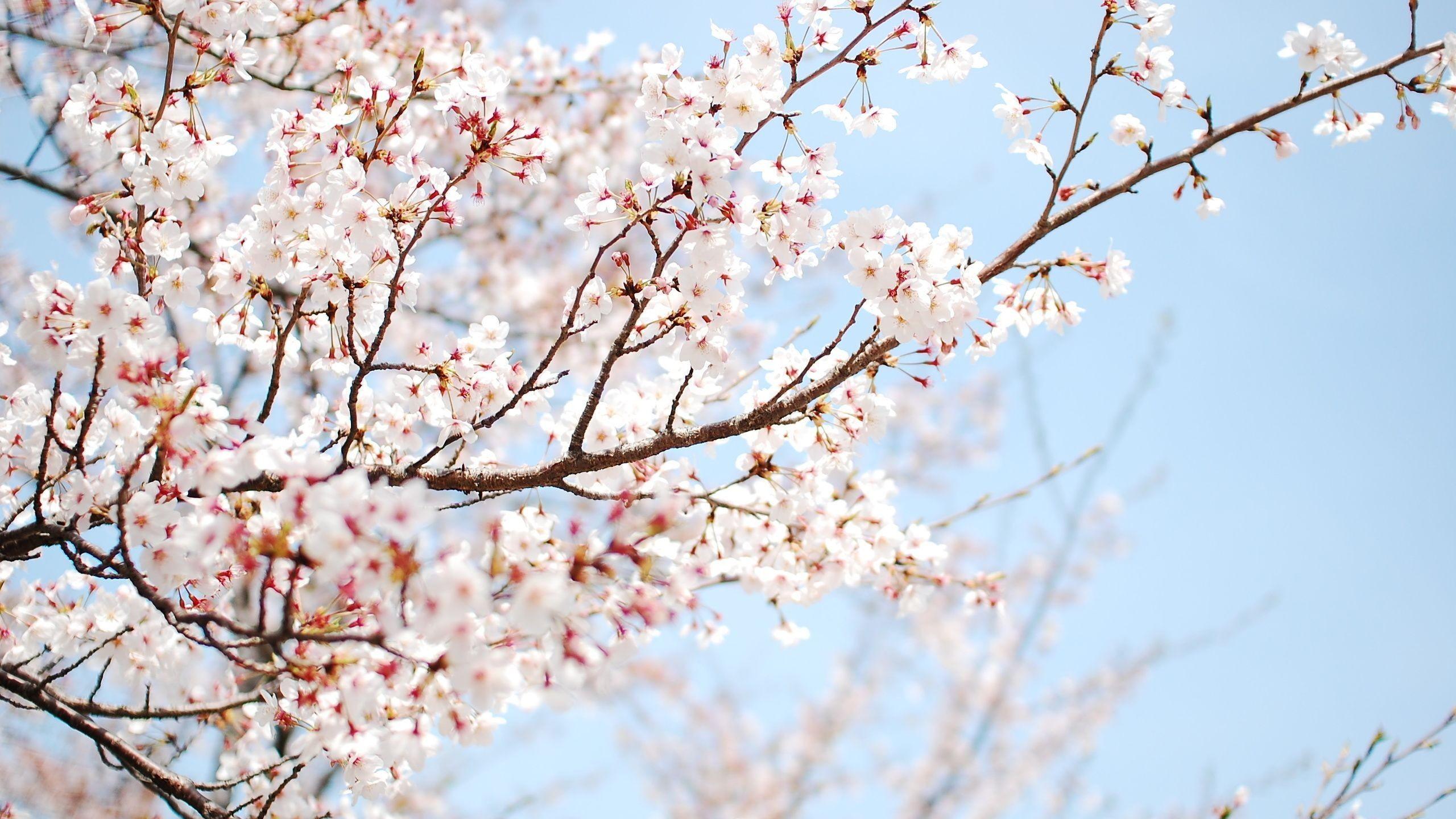 Цветение абрикосового дерева в Японии