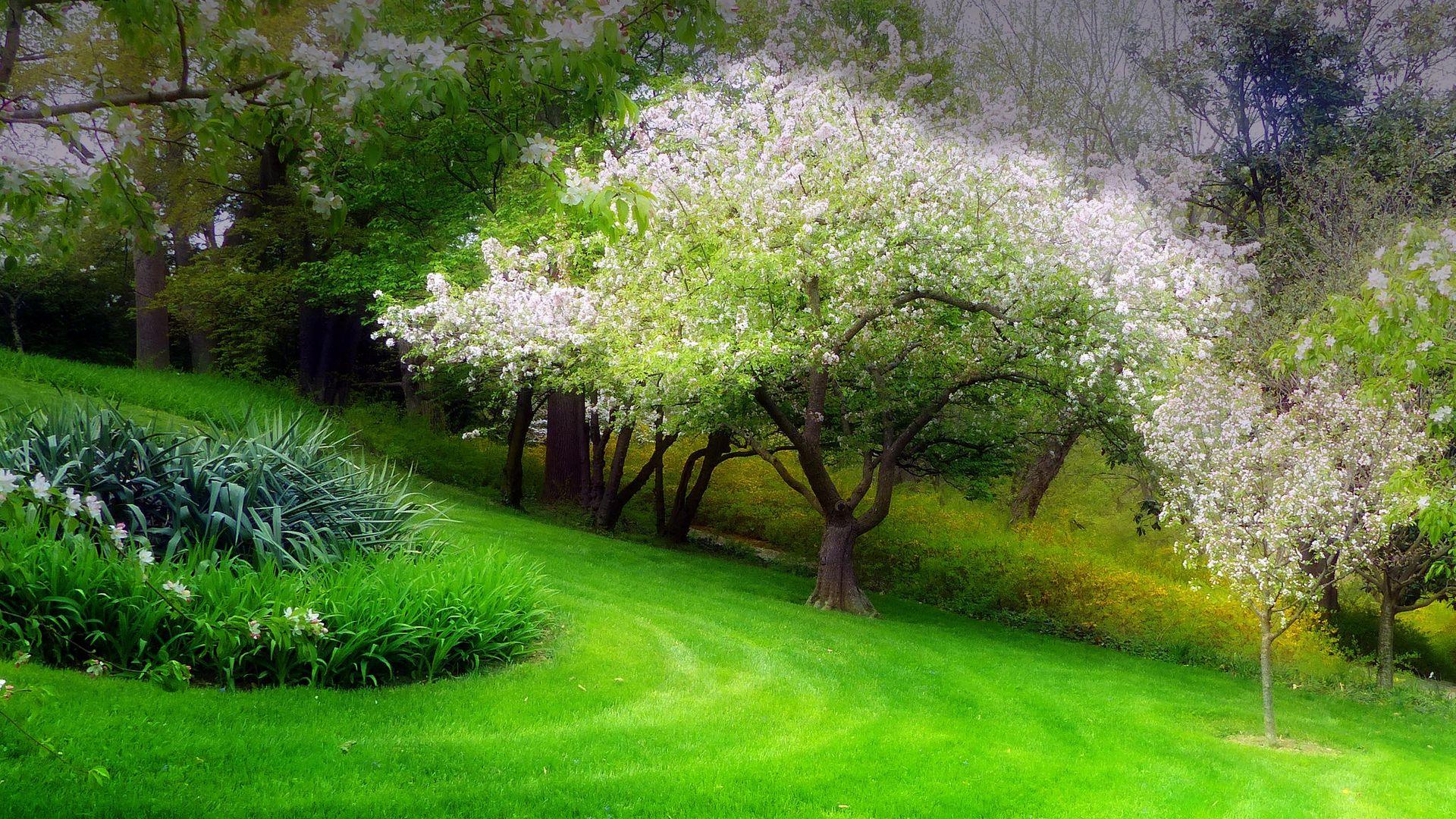 Green Grass and Spring Flower Trees Wallpaper