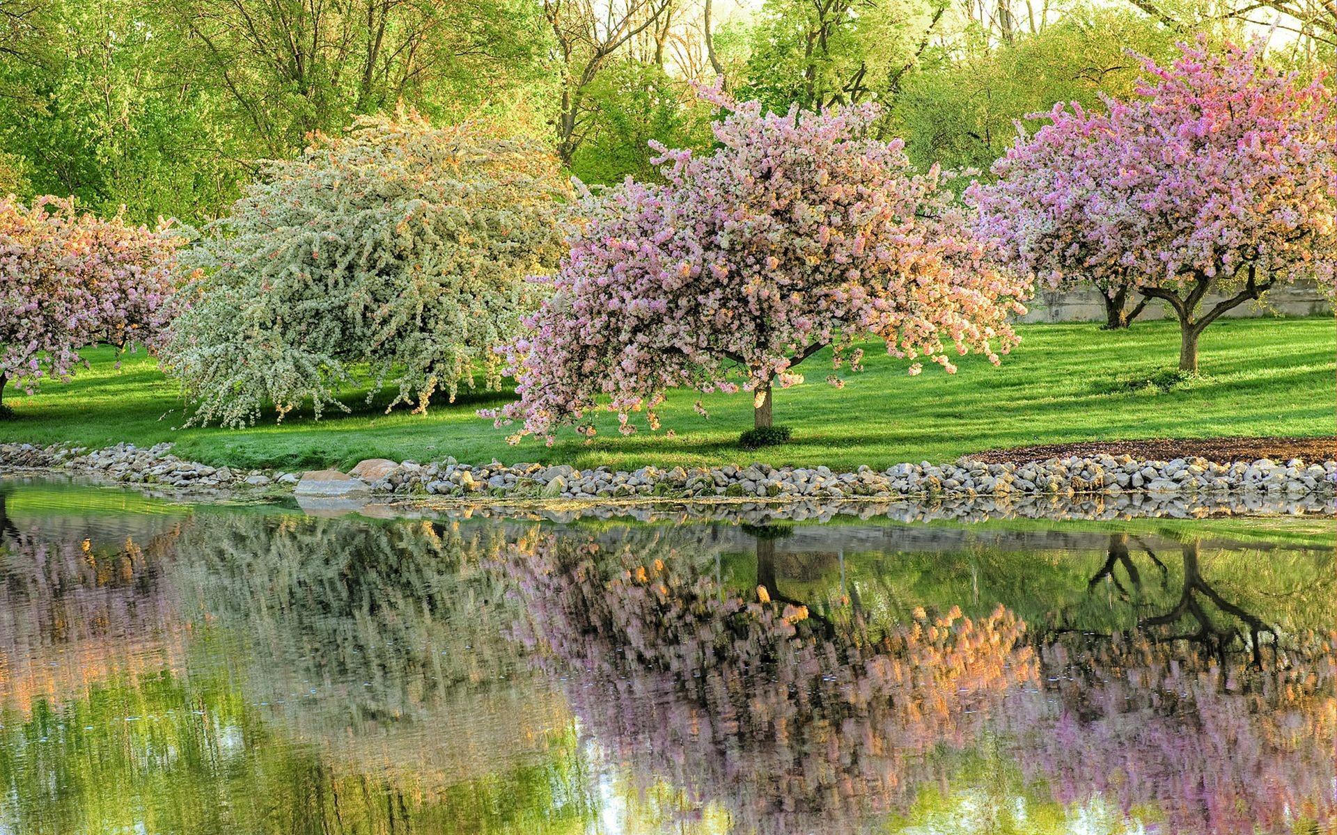 Garden of flowering trees wallpaper and image wallpaper, picture