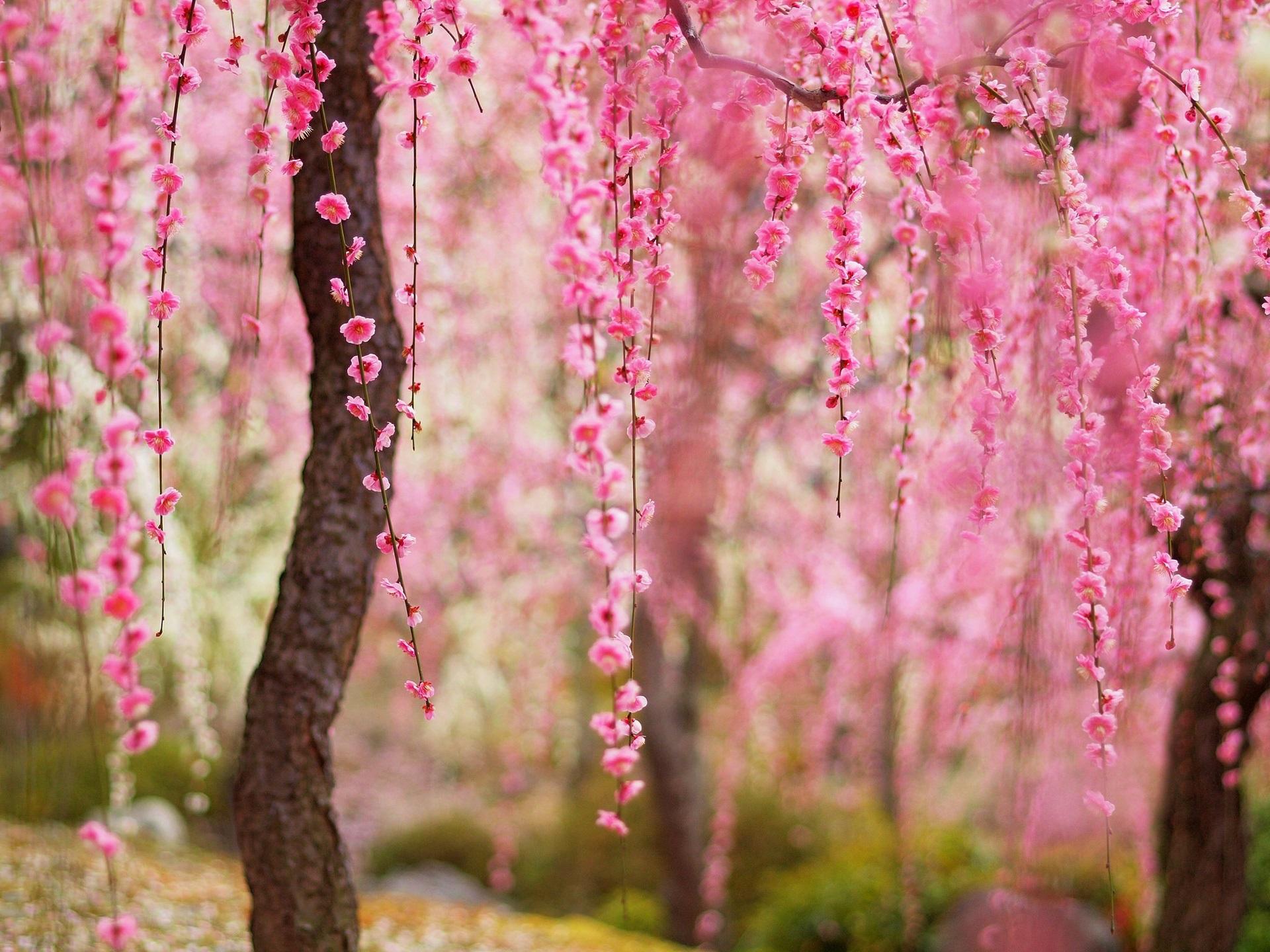 Beautiful spring, pink flowers bloom, trees wallpaper. flowers