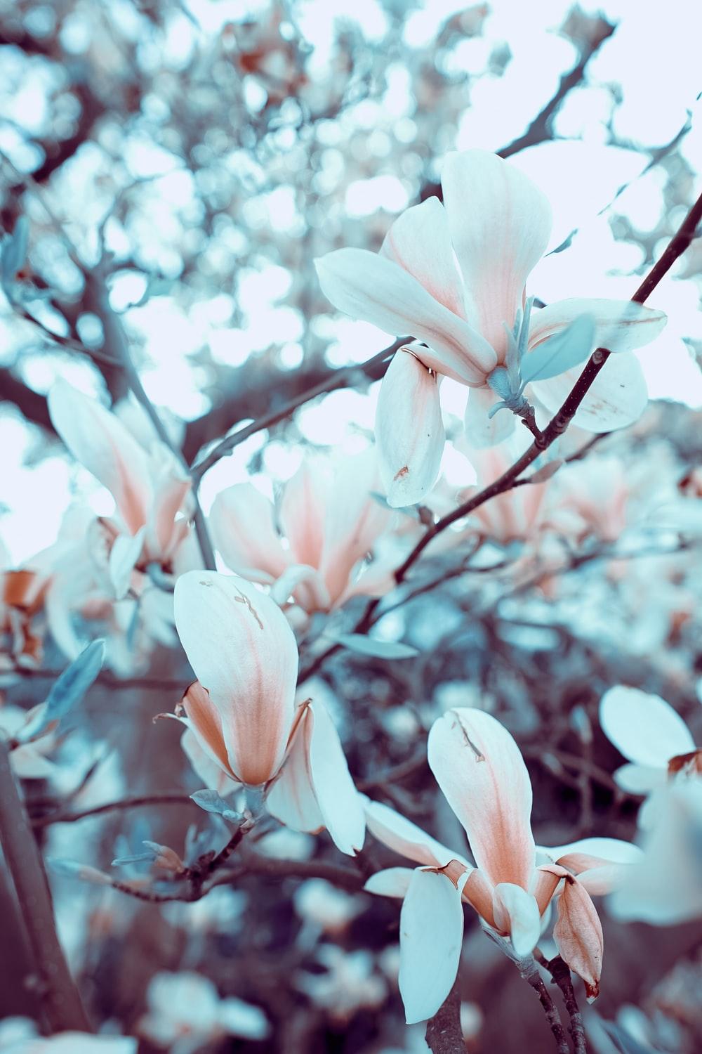 Flower Tree Picture [HD]. Download Free Image
