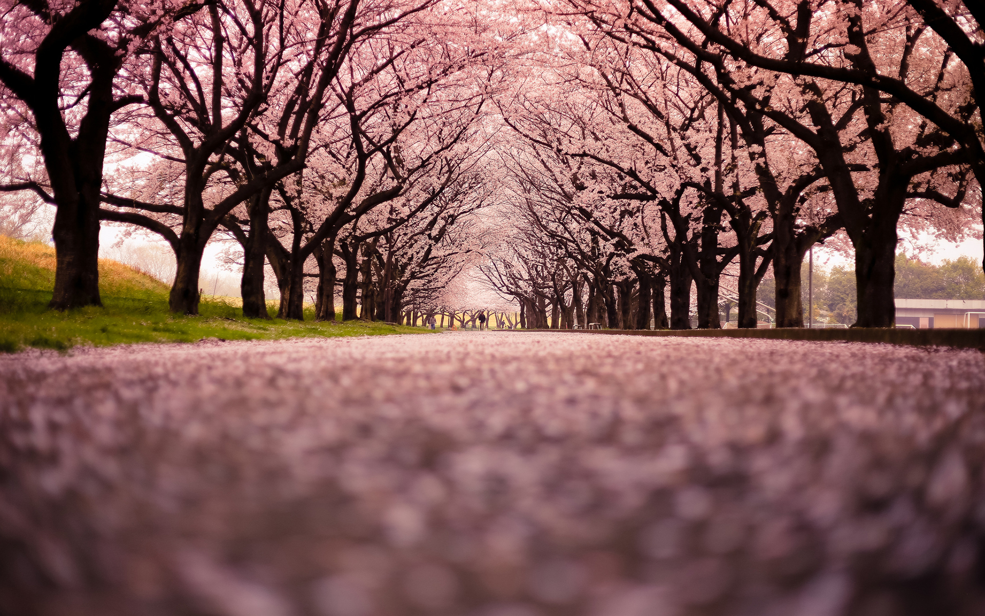 Download Cherry Blossom Flowers Tree Path Trail wallpaper 1920x1200