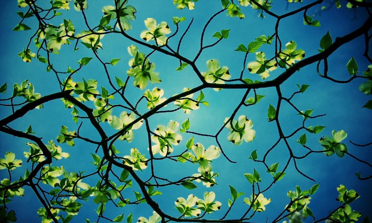 Dogwood Tree Desktop HD Flower Wallpaper Dogwood Tree Desktop