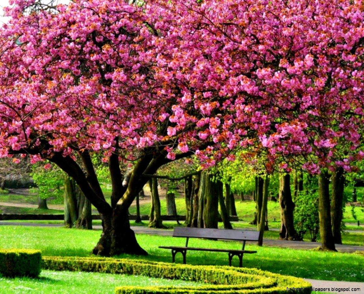 Cherry blossom tree wallpaper Gallery