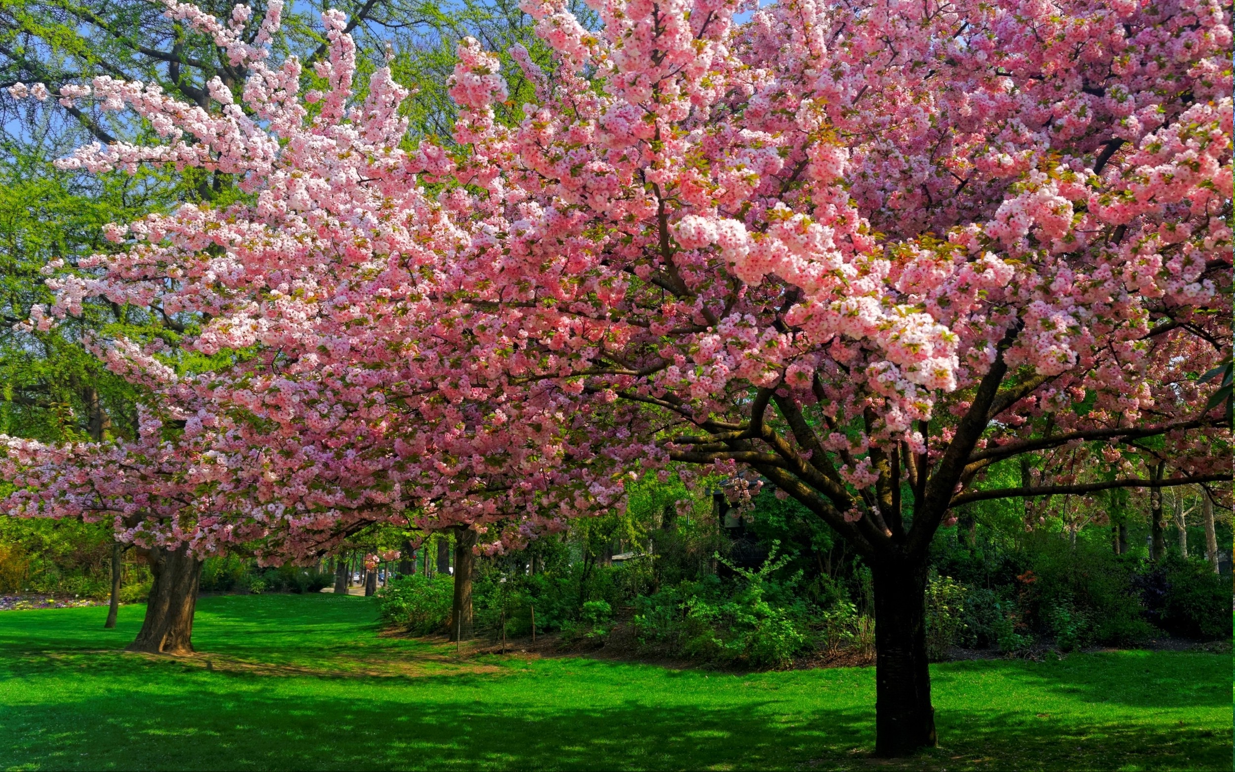 Group of Wallpaper Trees Flowers Flower