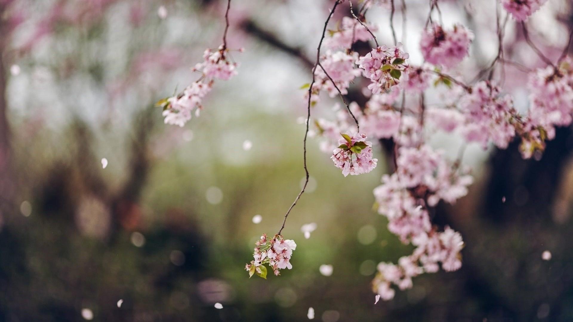 Cherry Blossom Tree Wallpaper