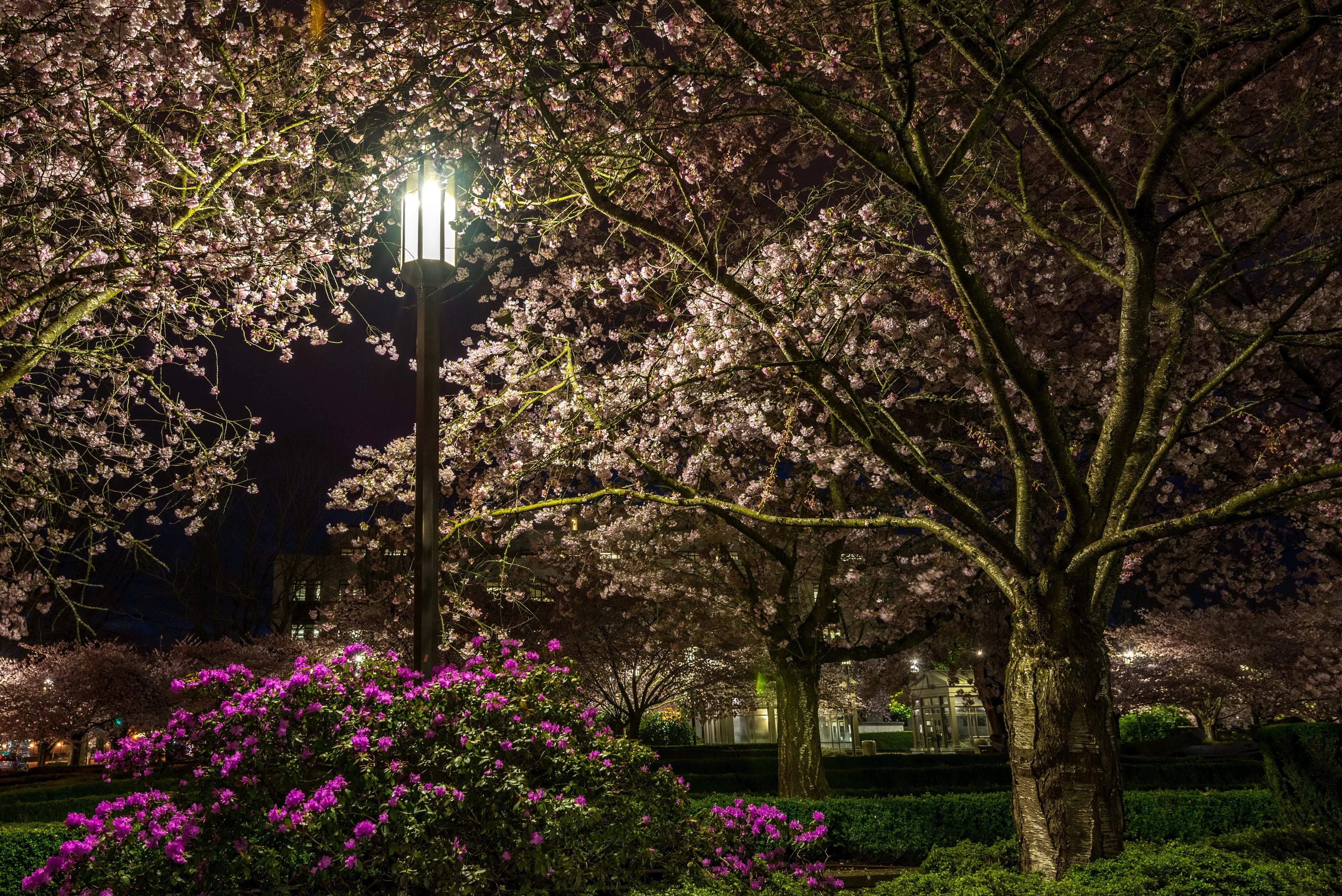 Night, Macbook, Trees, parks, River Background, Nature High