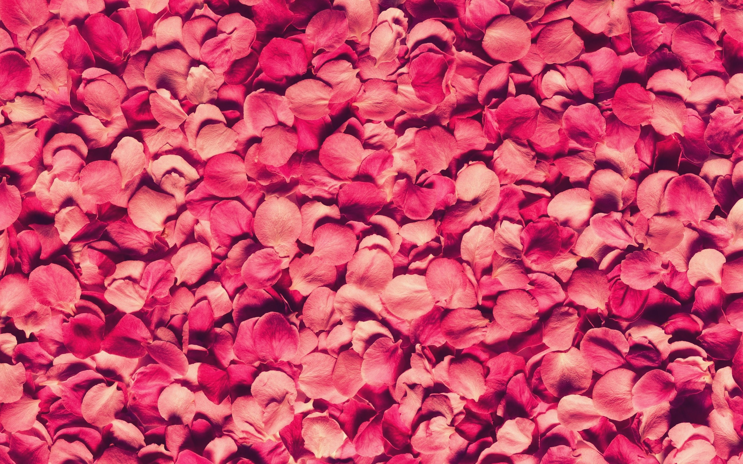 Pink Rose Petals, High Definition, High Quality, Widescreen
