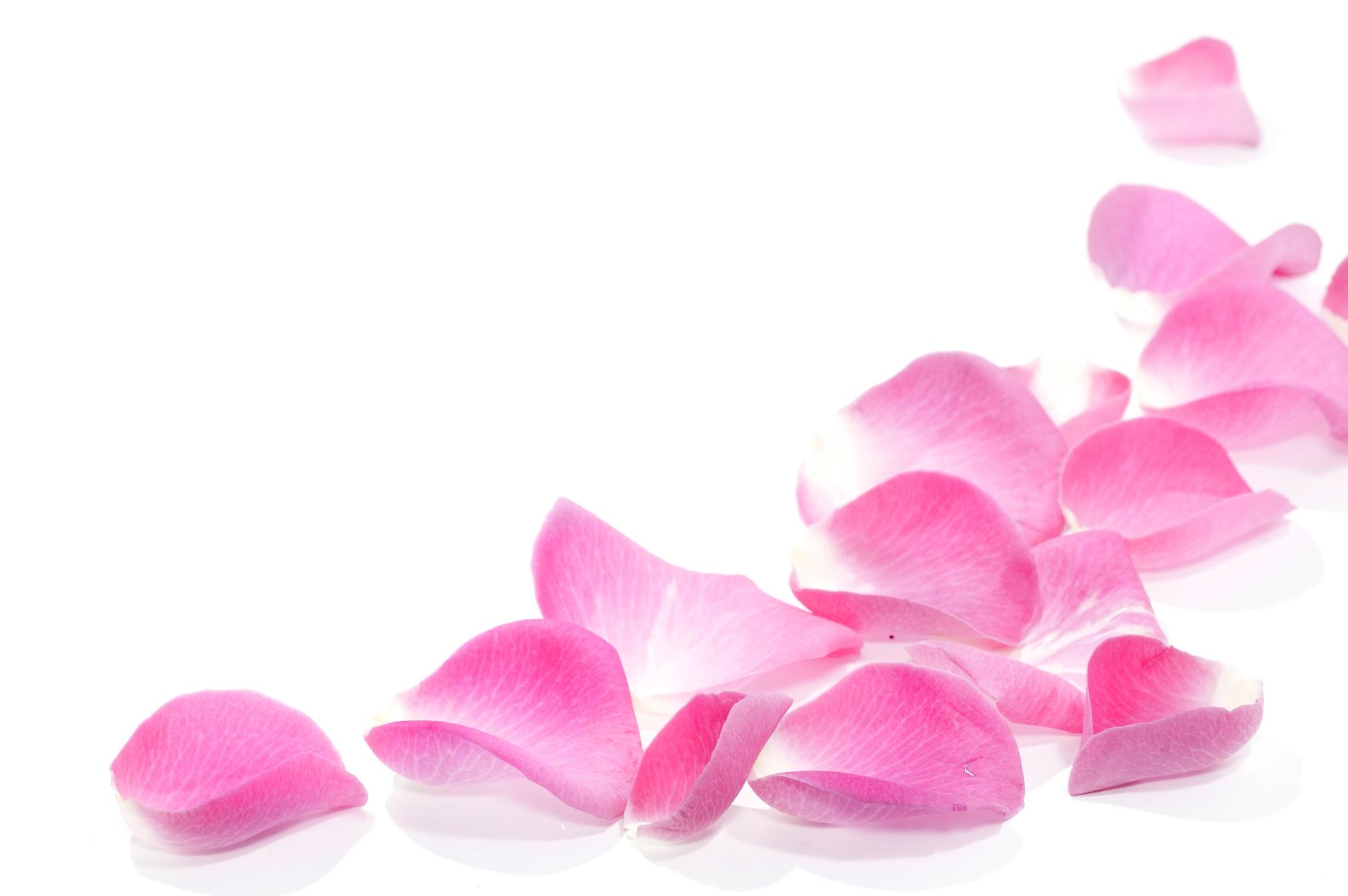 Rose Petals HD Wallpaper