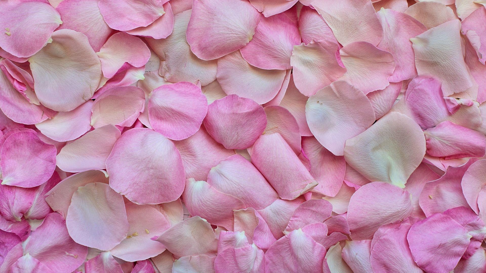 Pink Rose Petals Wallpaper