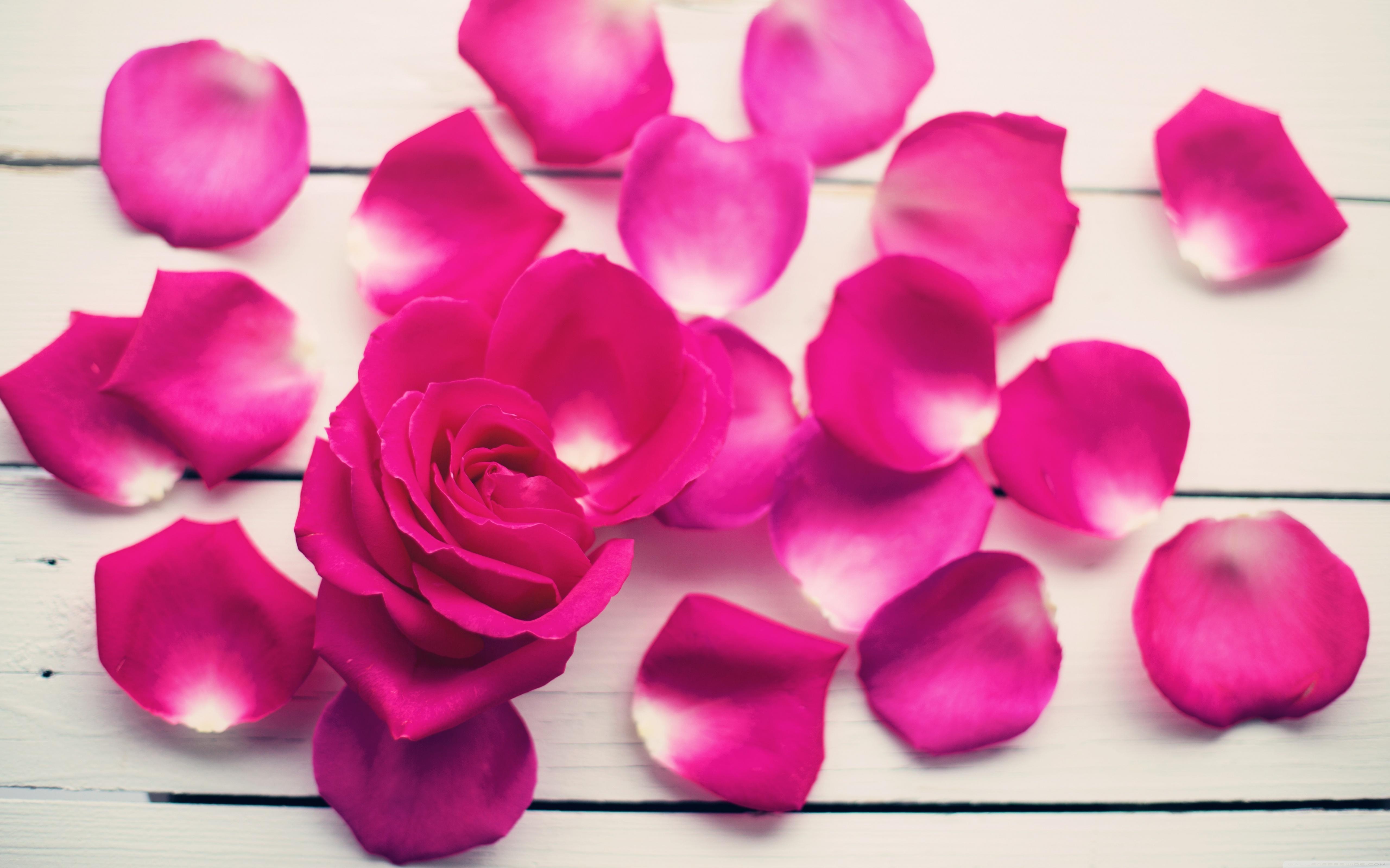 Pink Rose Petals ❤ 4K HD Desktop Wallpaper for 4K Ultra HD TV