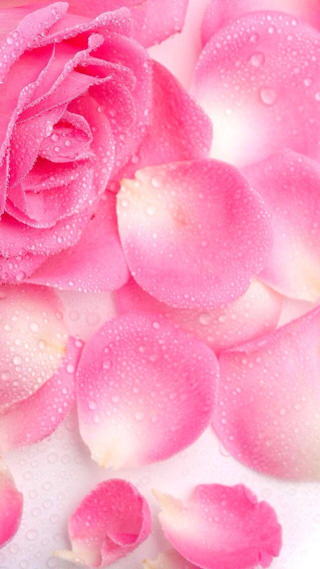 Light pink flower petals with water dew. Prente. Pink