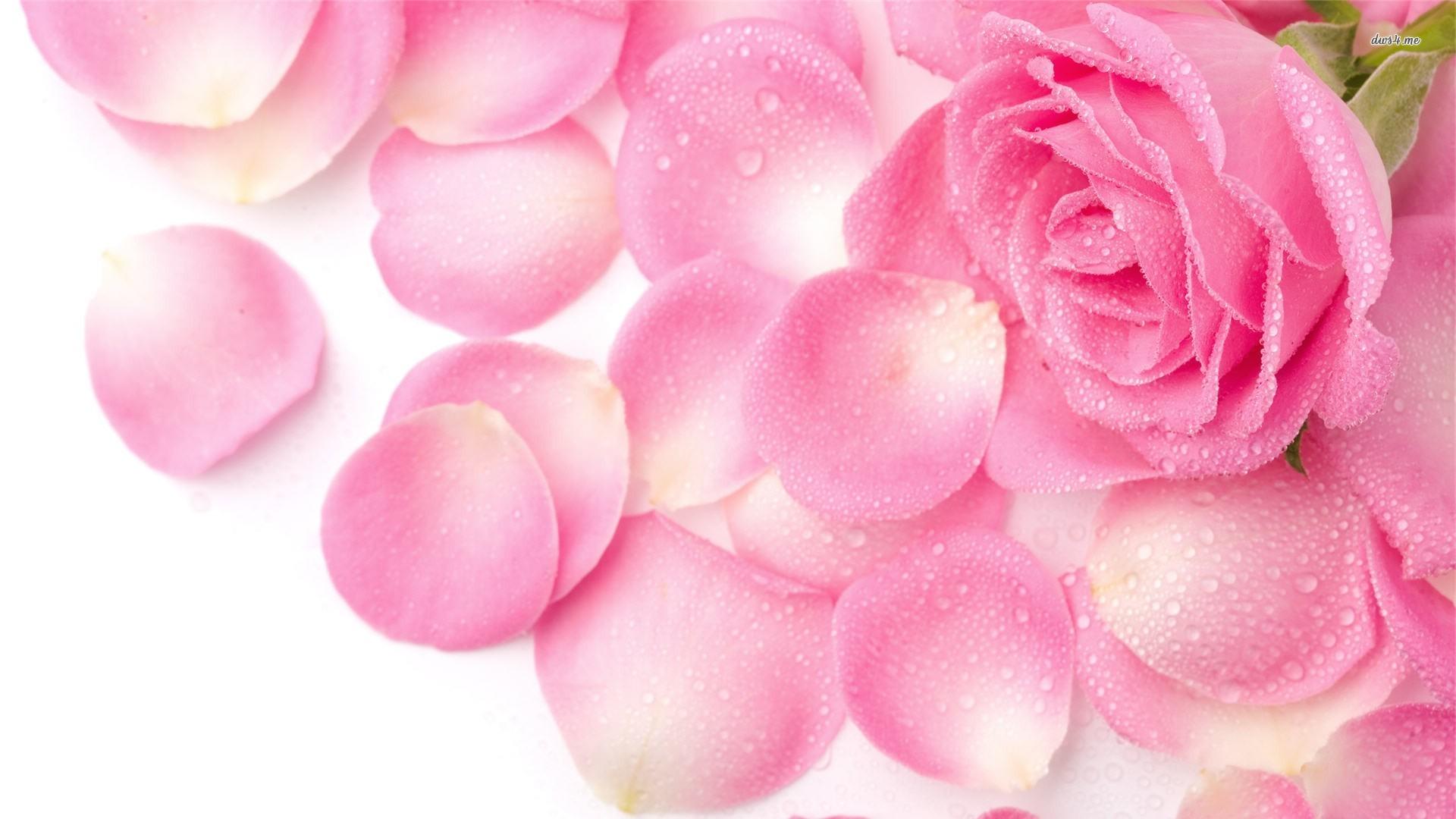 Pink rose petals wallpaperx1080