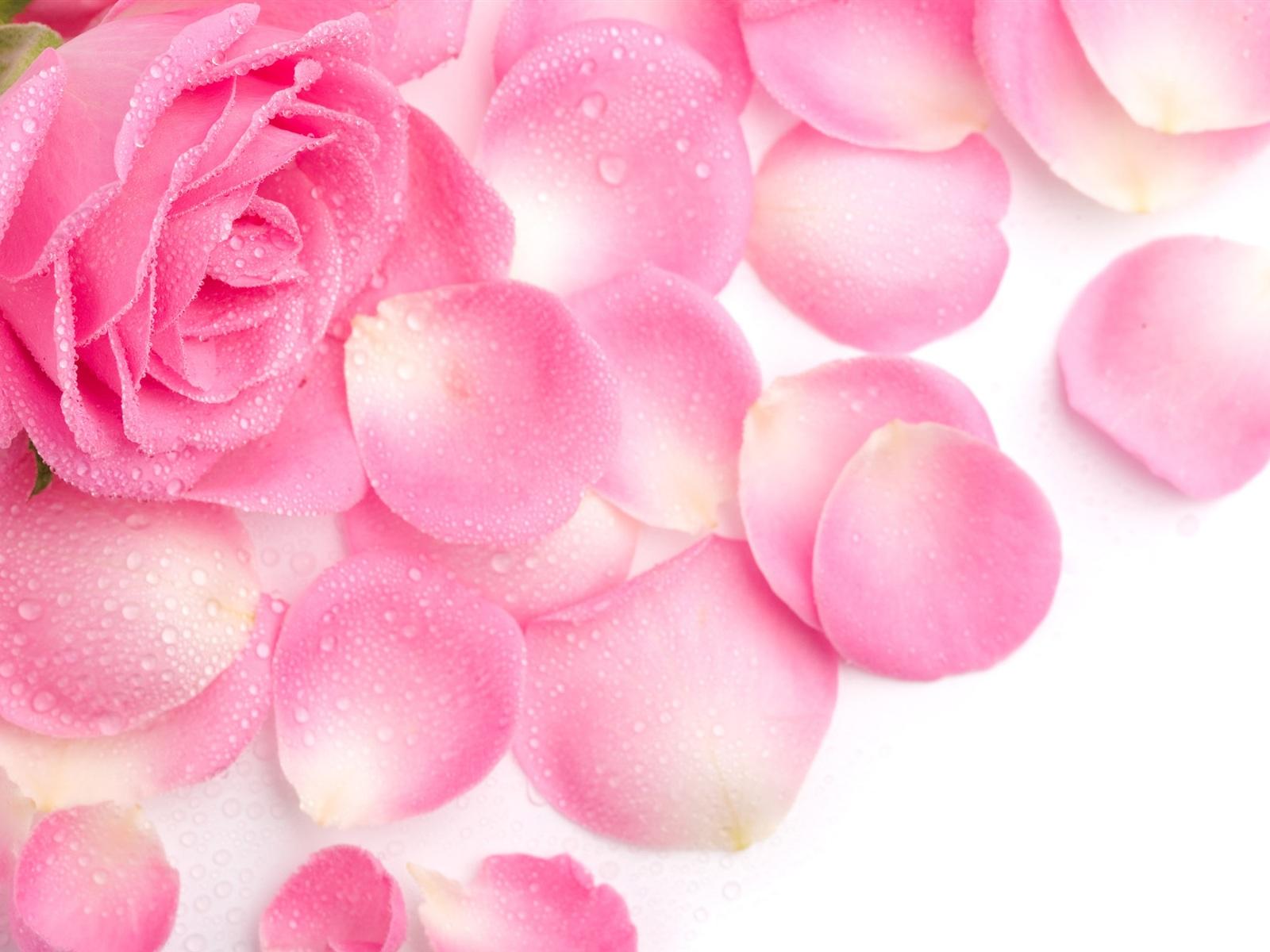 Wallpaper Pink rose petals 2560x1600 HD Picture, Image