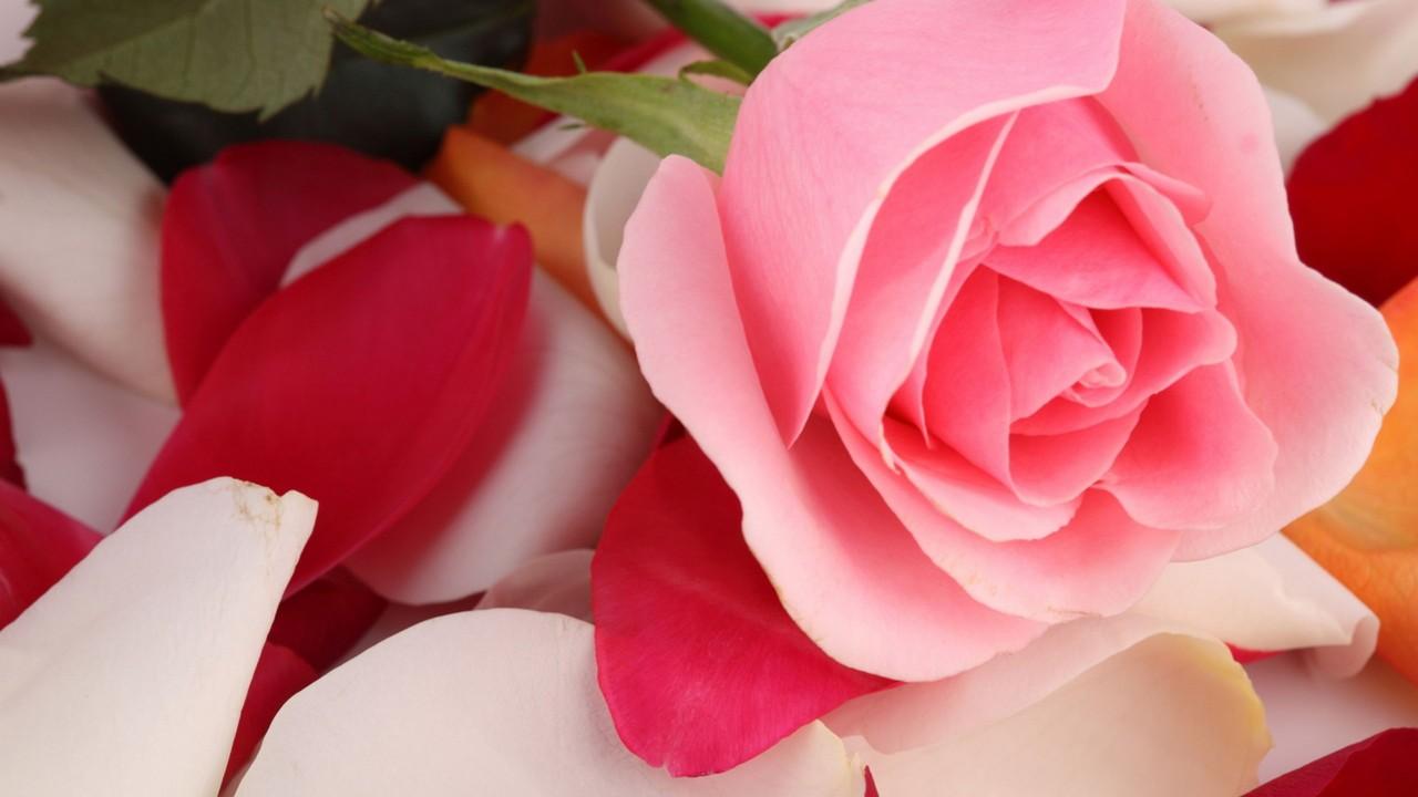 Wallpaper Pink rose, Rose petals, HD, Flowers