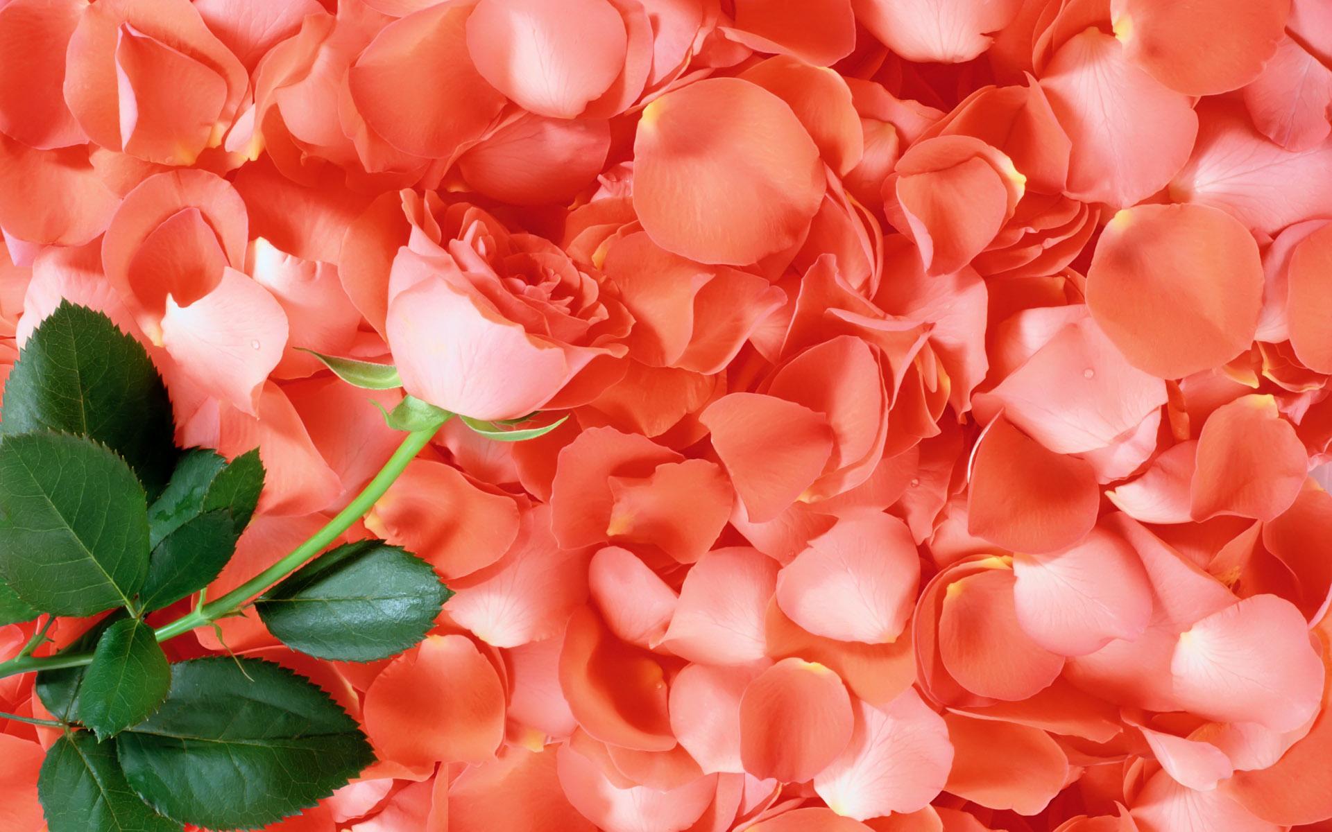 Pink Rose and Rose Petals HD Wallpaper. Background Image