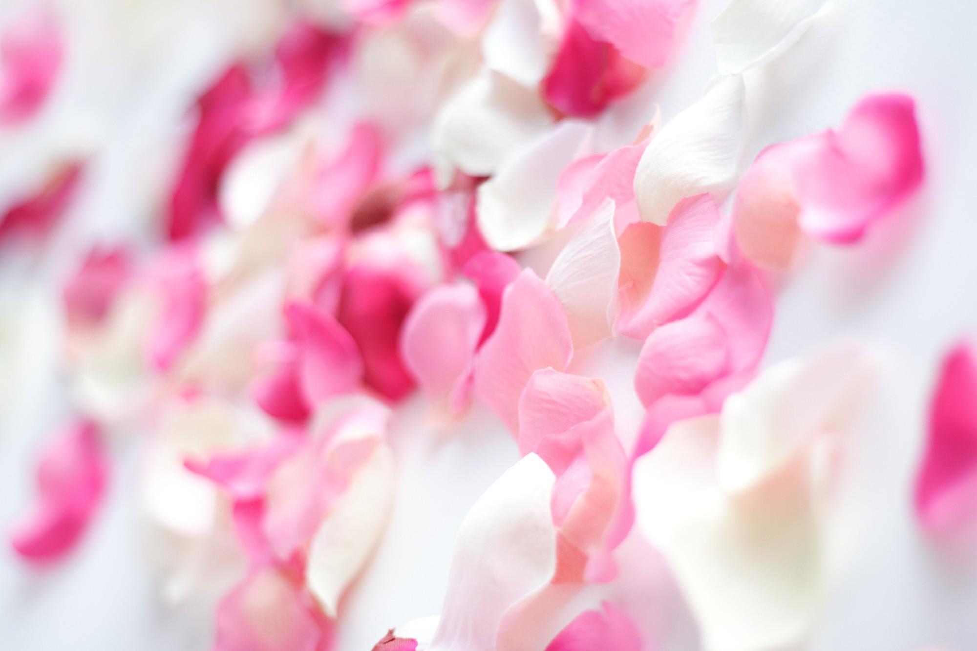 Pink flower petals wallpaper. PC