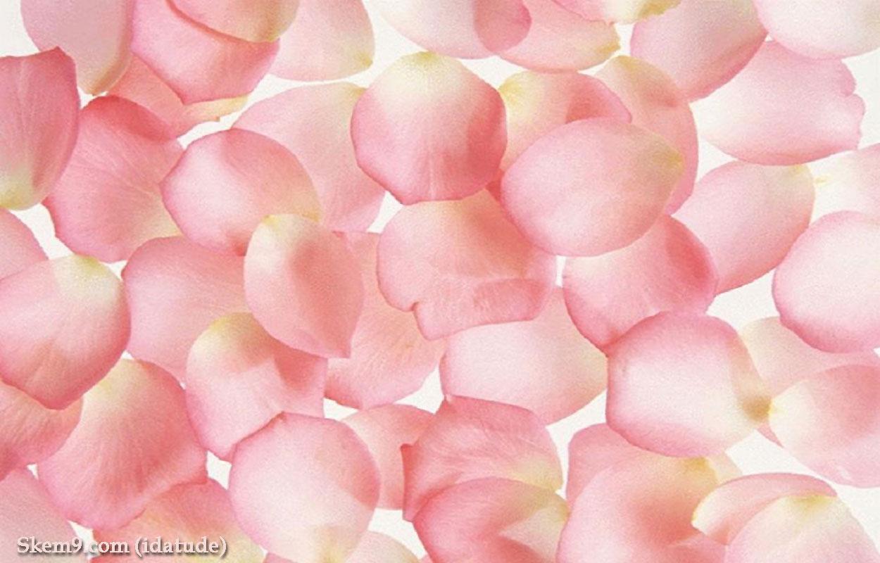 Light Pink Petals Picture