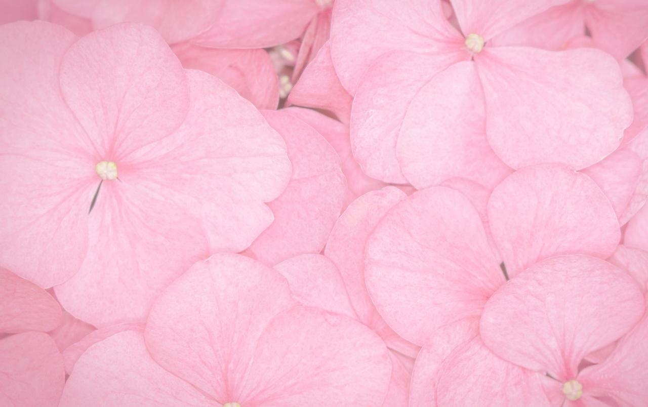 Pink petals wallpaper. Pink petals