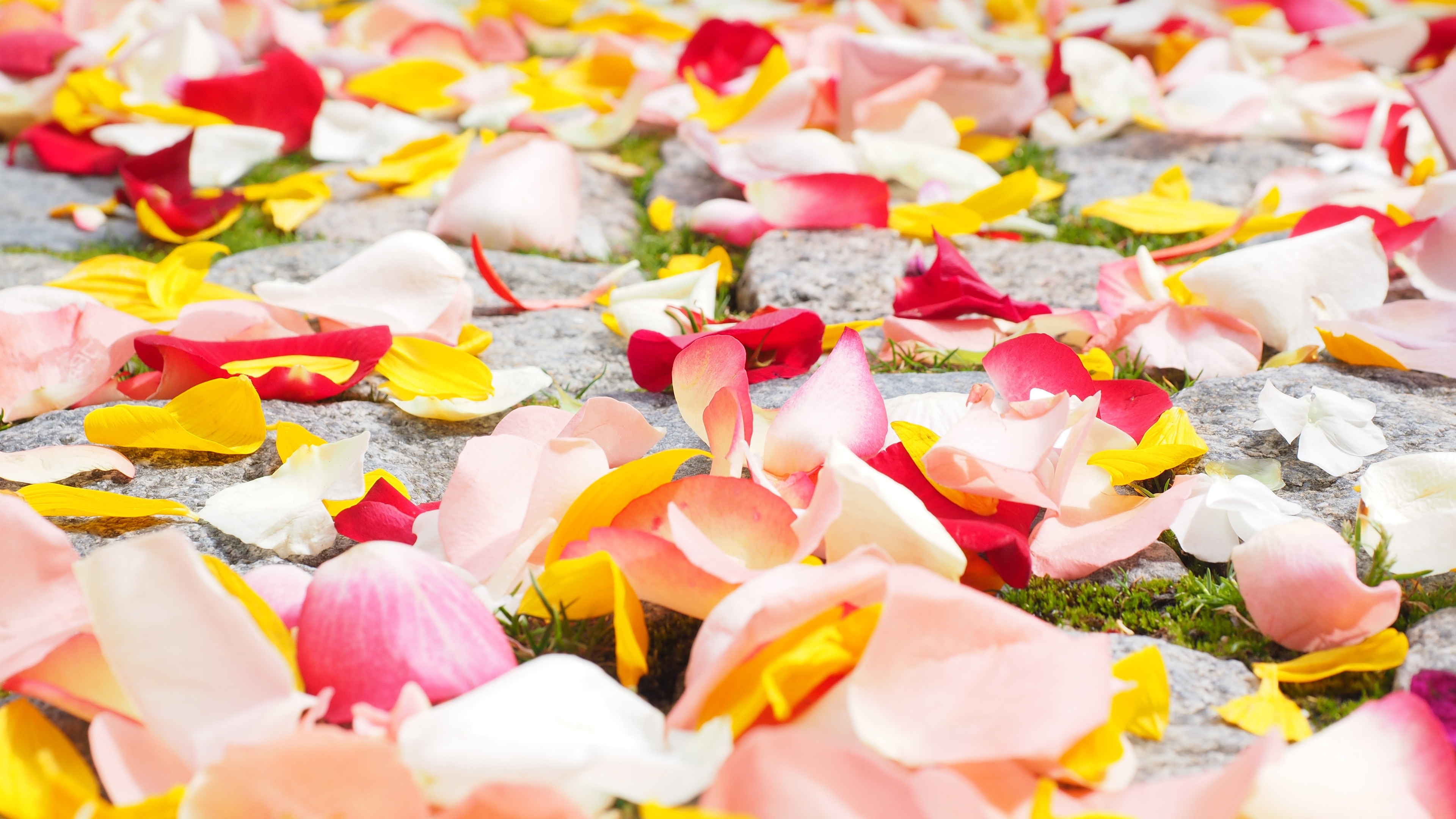 Rose Petals Wallpaper in jpg format for free download