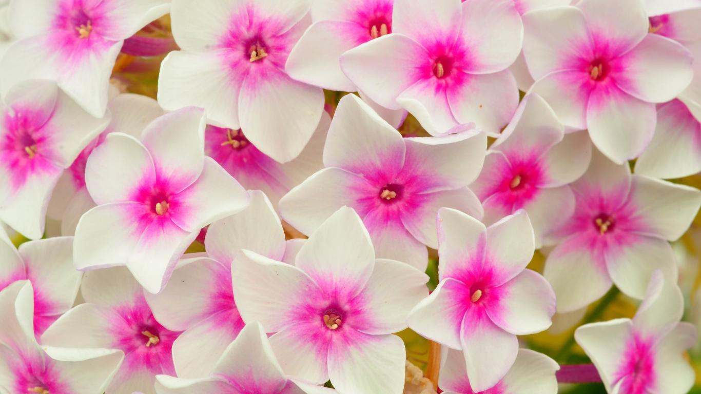 Download HD Phlox Flowers White And Pink Petals Wallpaper