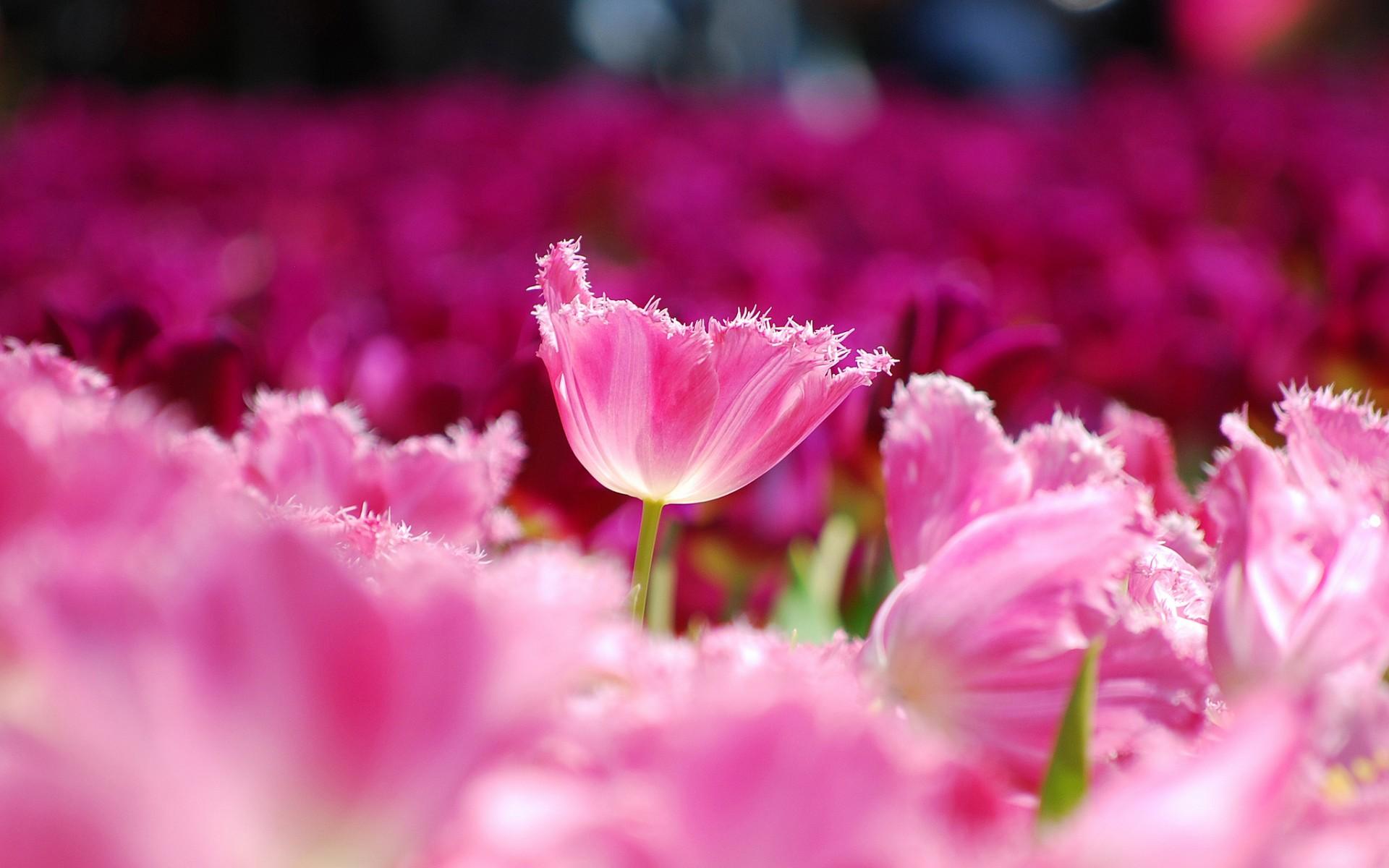 Tulips Pink Petals Flowers Field - [1920 x 1200]
