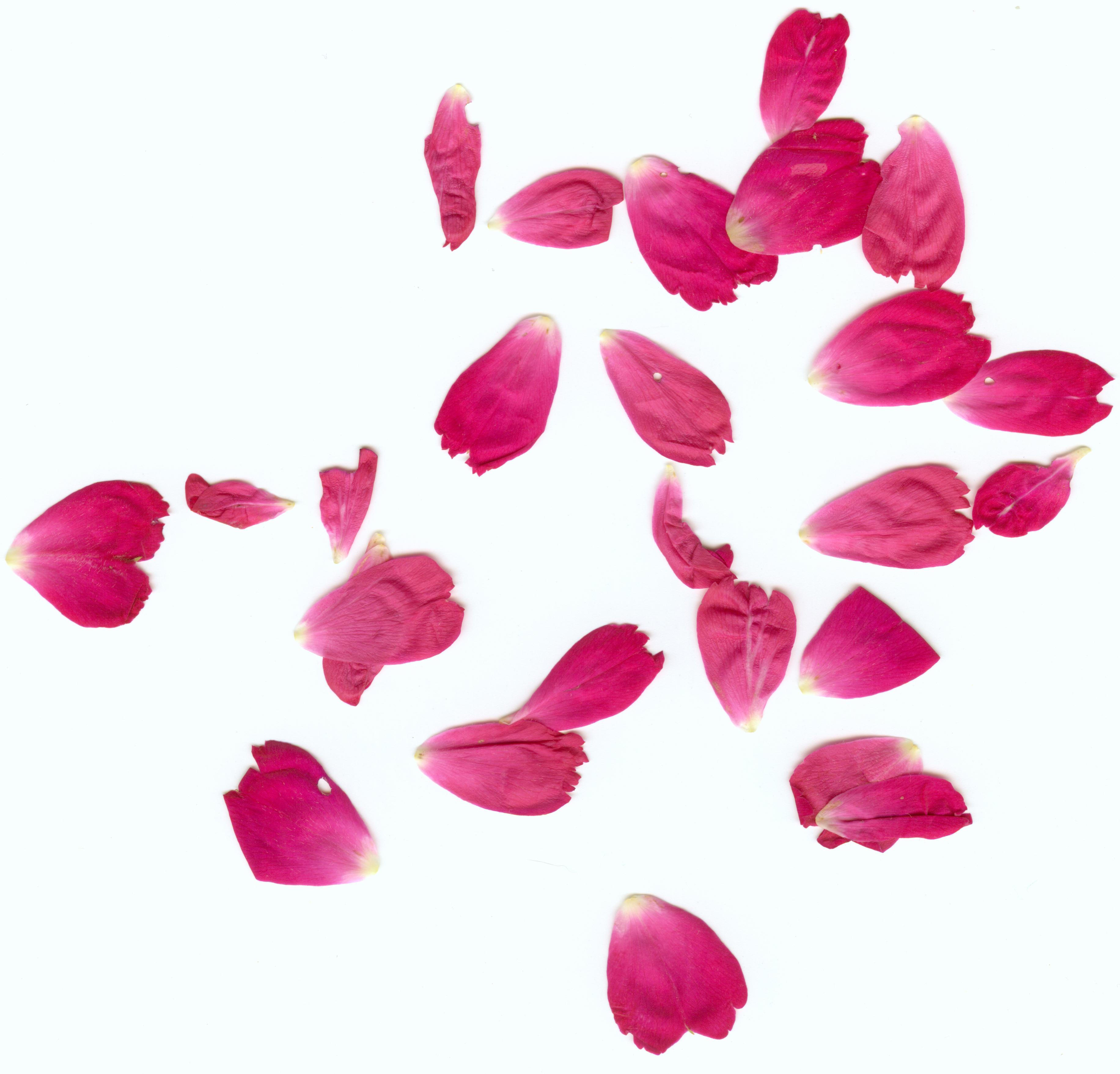 3665x3514px Rose Petals Wallpaper