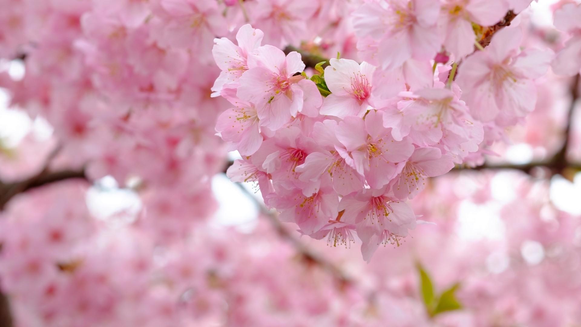 Download 1920x1080 Sakura Blossom, Pink Petals, Tree, Branches