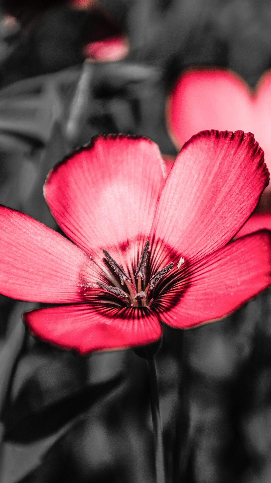 Download wallpaper 1080x1920 flower, pink, petals, contrast samsung