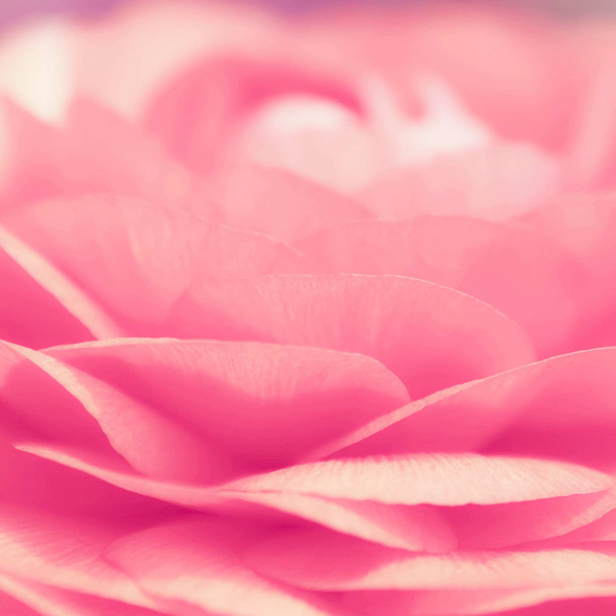 Pink Rose Petals. Beautiful Retina iPad Wallpaper