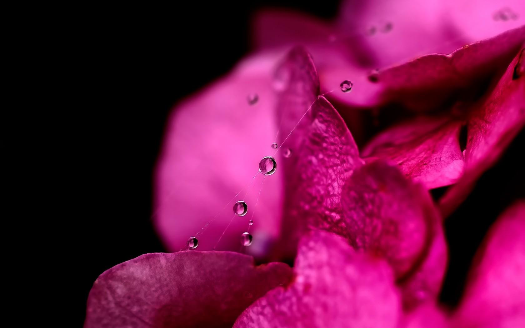 Flower: Pink Petals Water Drops Flower Macro Tapet Wallpaper HD