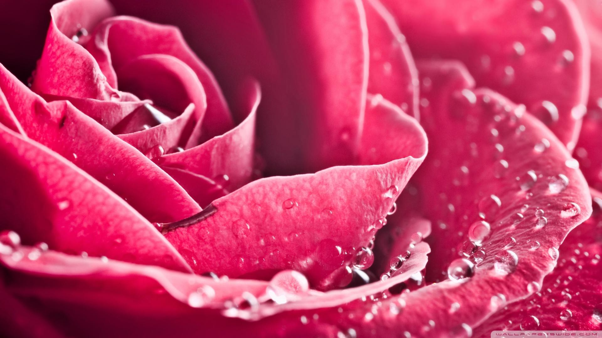 Rose Petals Macro ❤ 4K HD Desktop Wallpaper for 4K Ultra HD TV