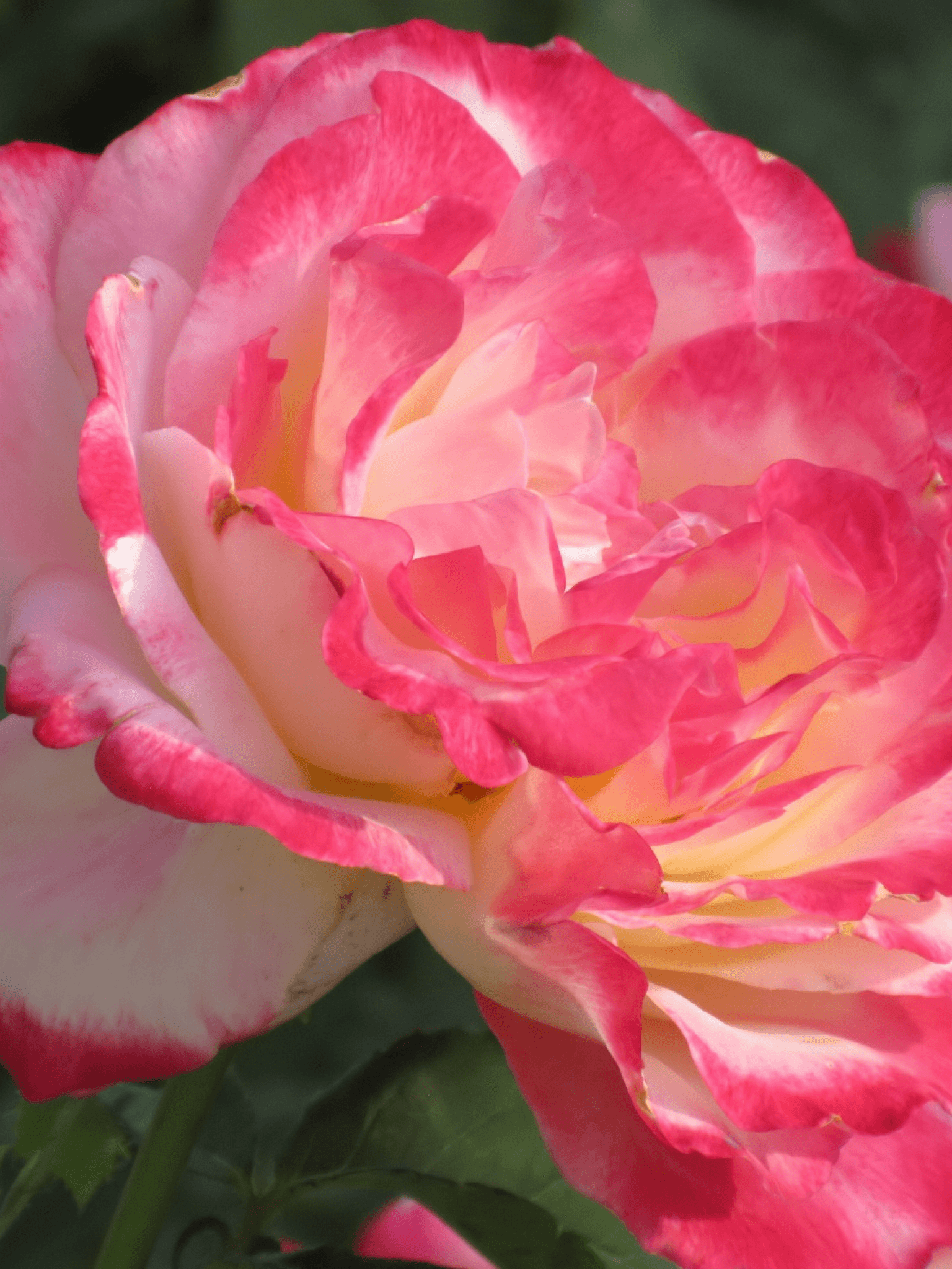 Download 1536x2048 Pink Rose, Petals, Close Up Wallpaper For Apple