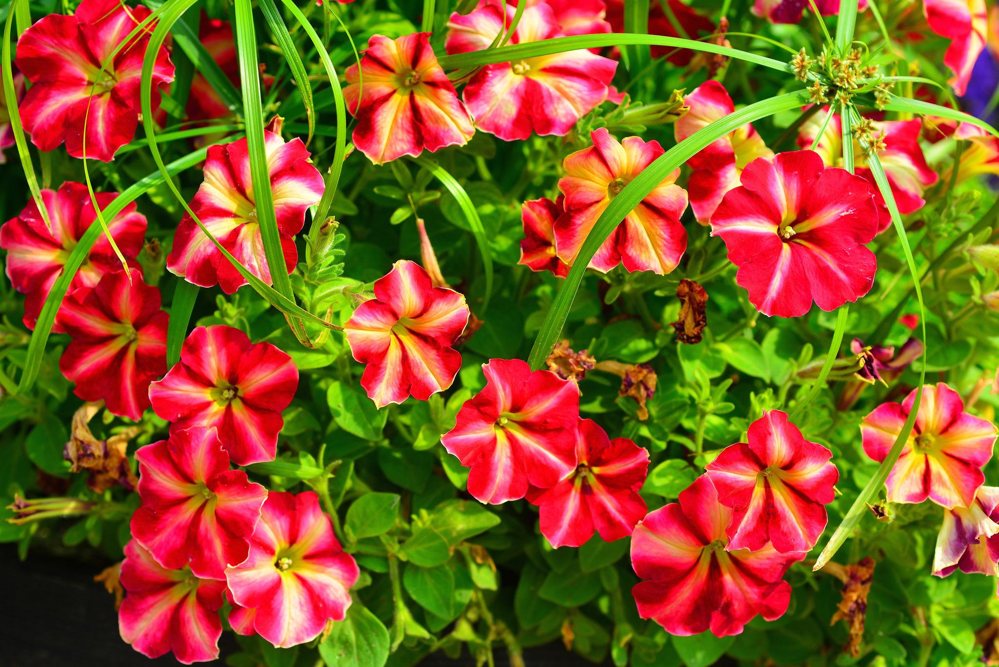 Petunia HD Wallpaper and Background Image