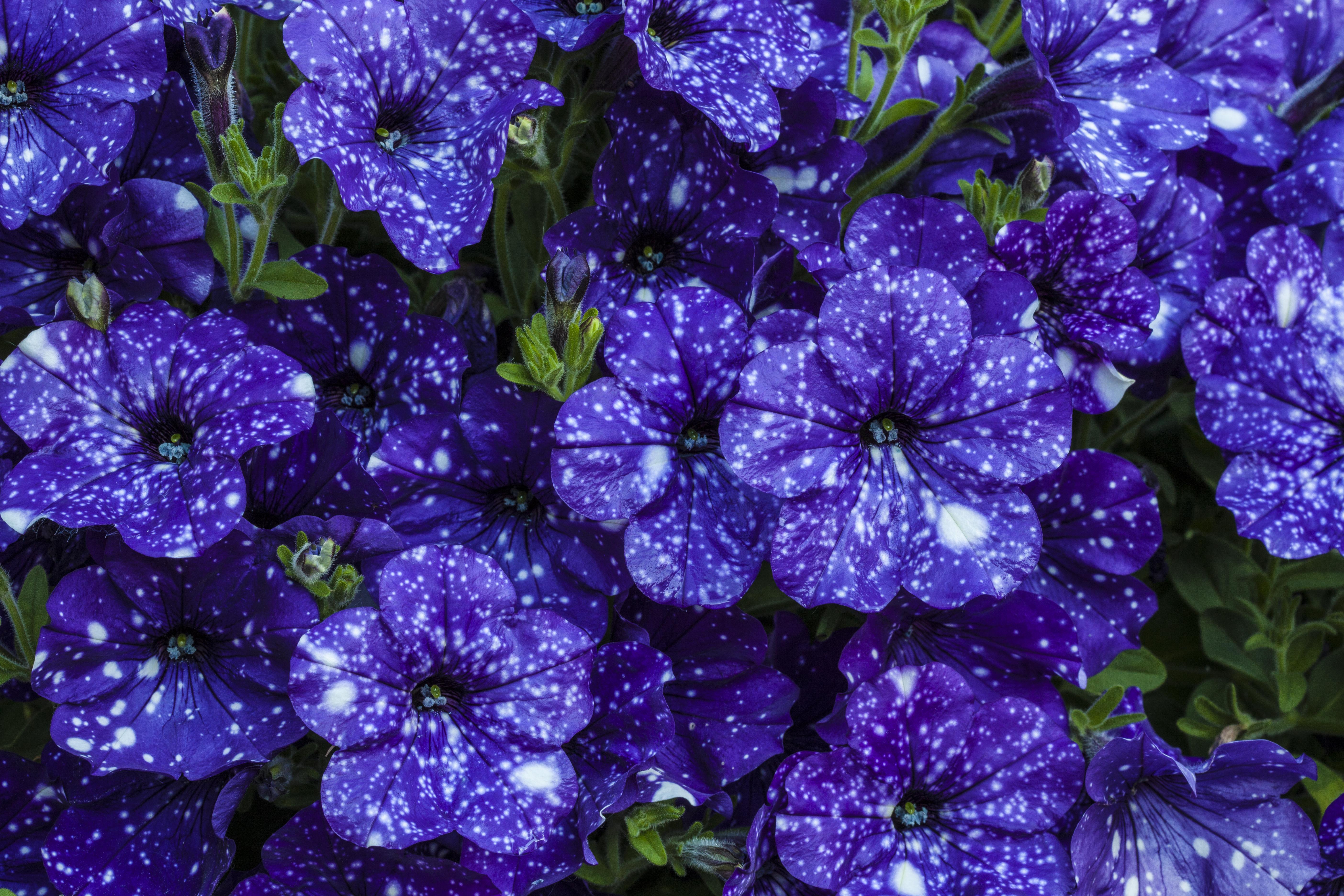 Petunia HD Wallpaper and Background Image