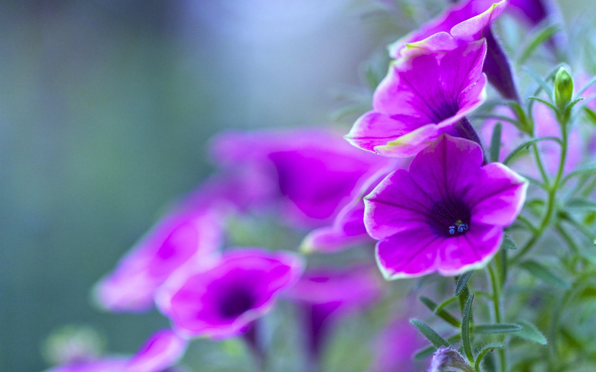 Wallpaper Purple Petunia, Flowers Close Up 1920x1200 HD Picture, Image