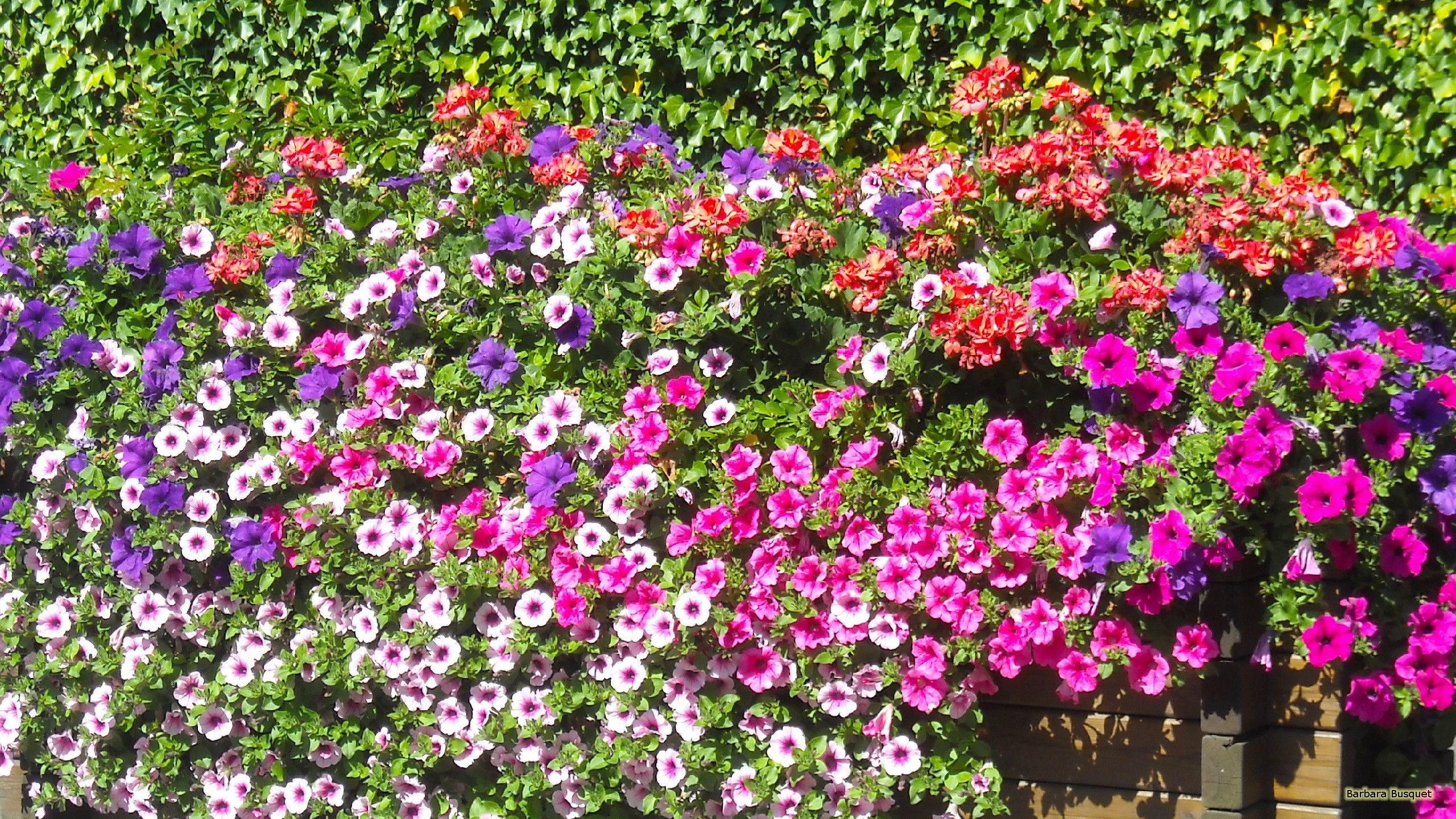 Petunia flowers HD Wallpaper